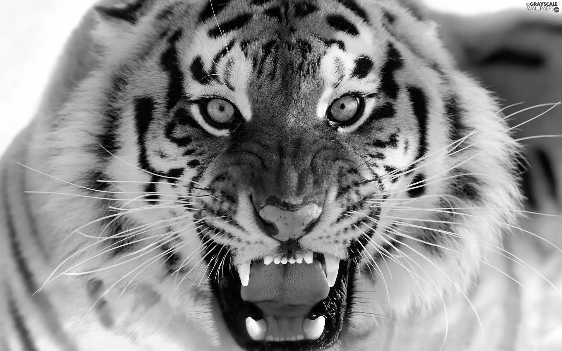 head, furious, tiger