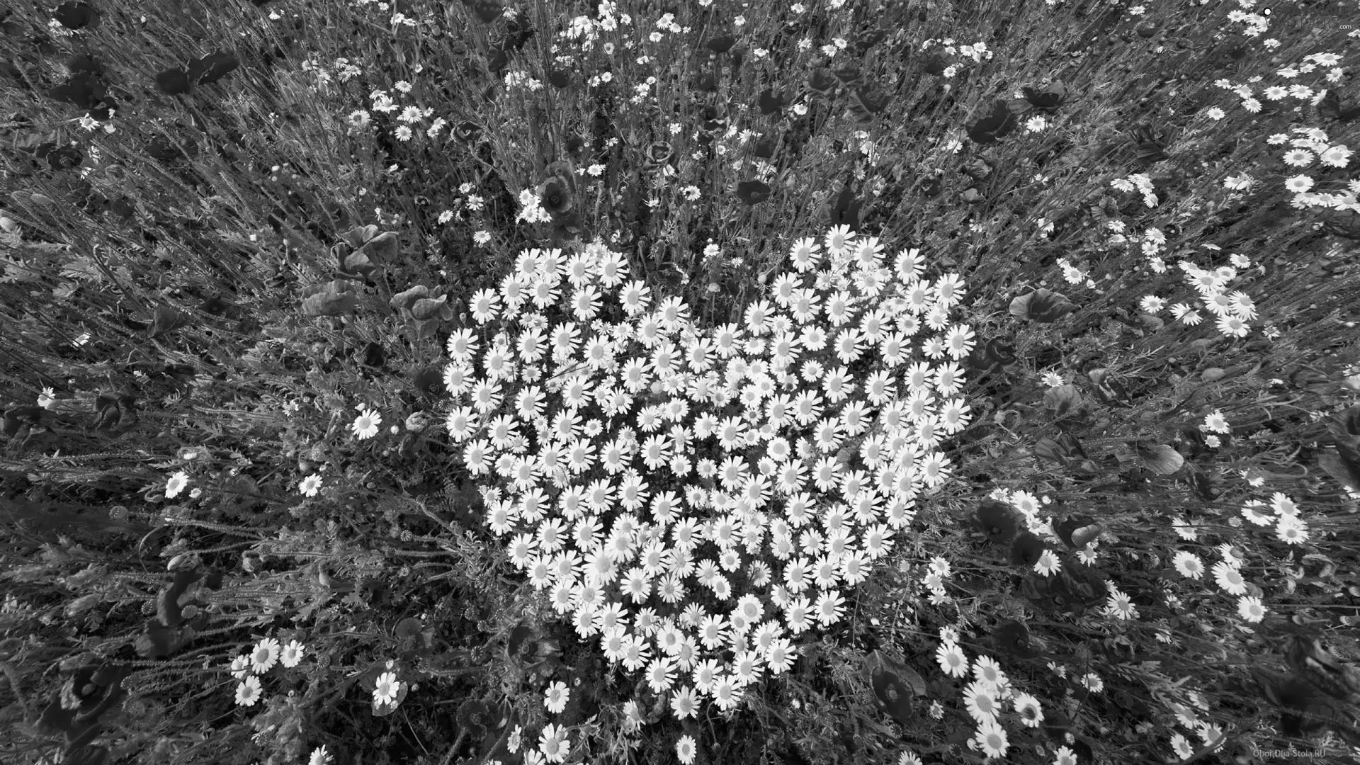 Flowers, chamomile, Heart, papavers