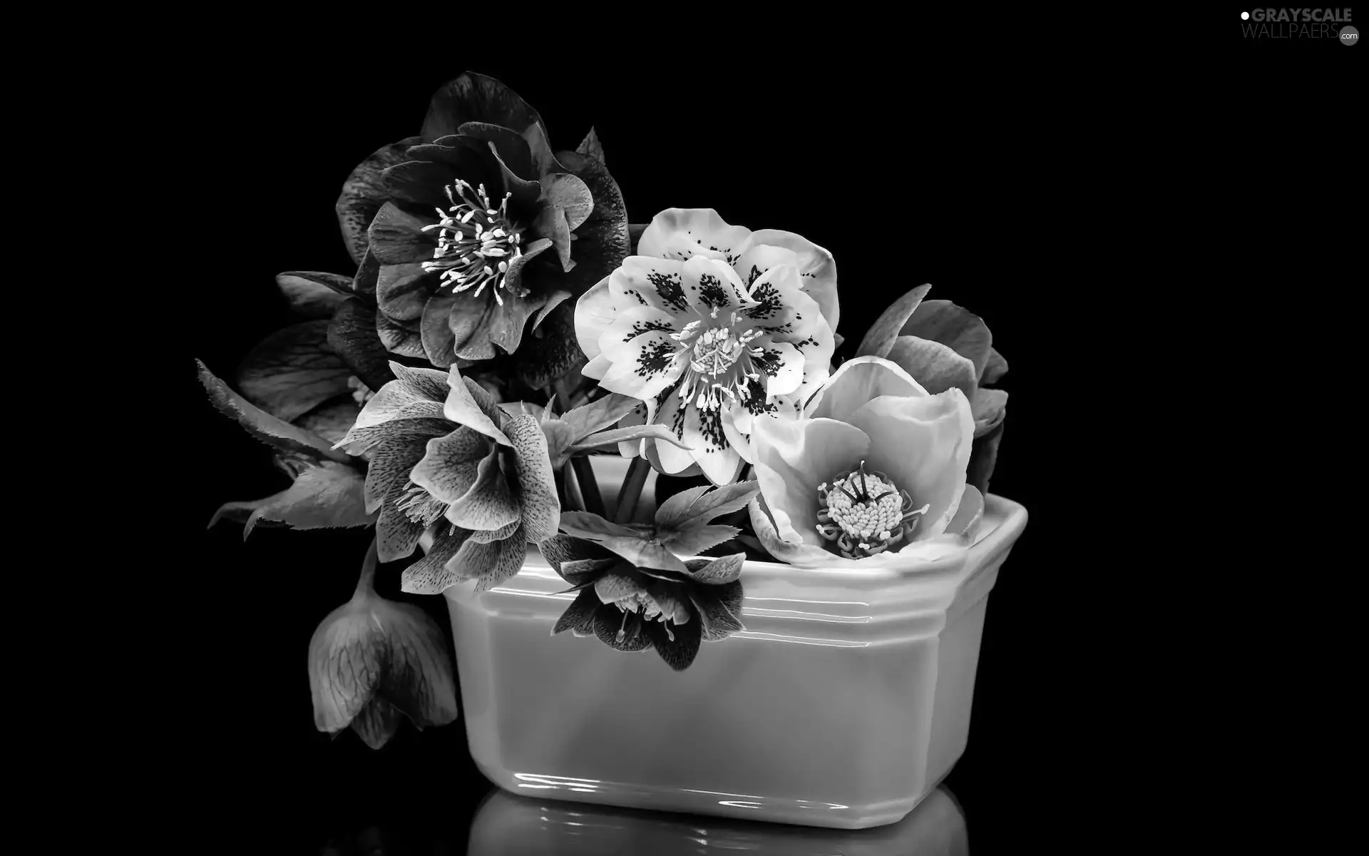 Flowers, Black, background, Helleborus