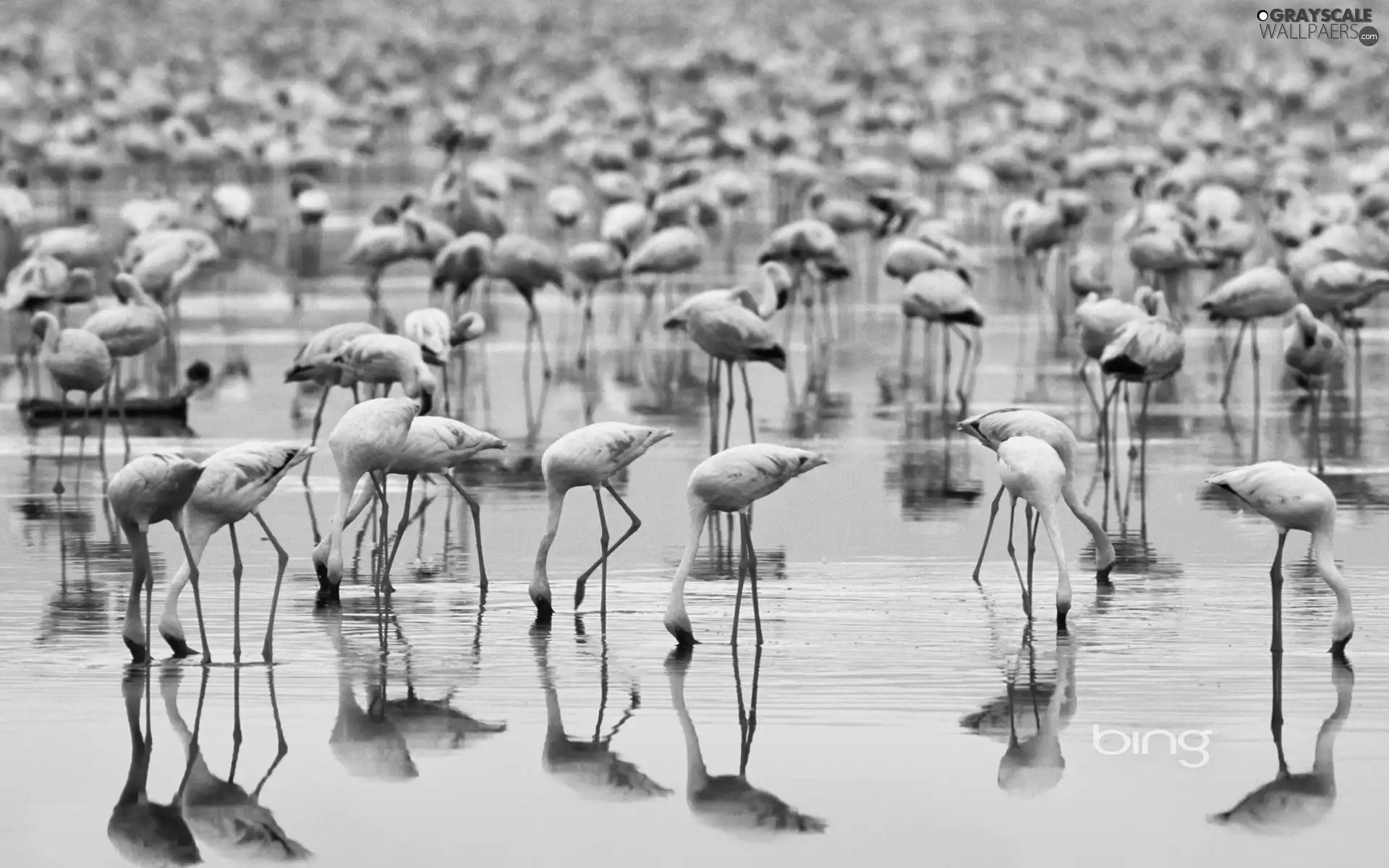 Flamingos, herd