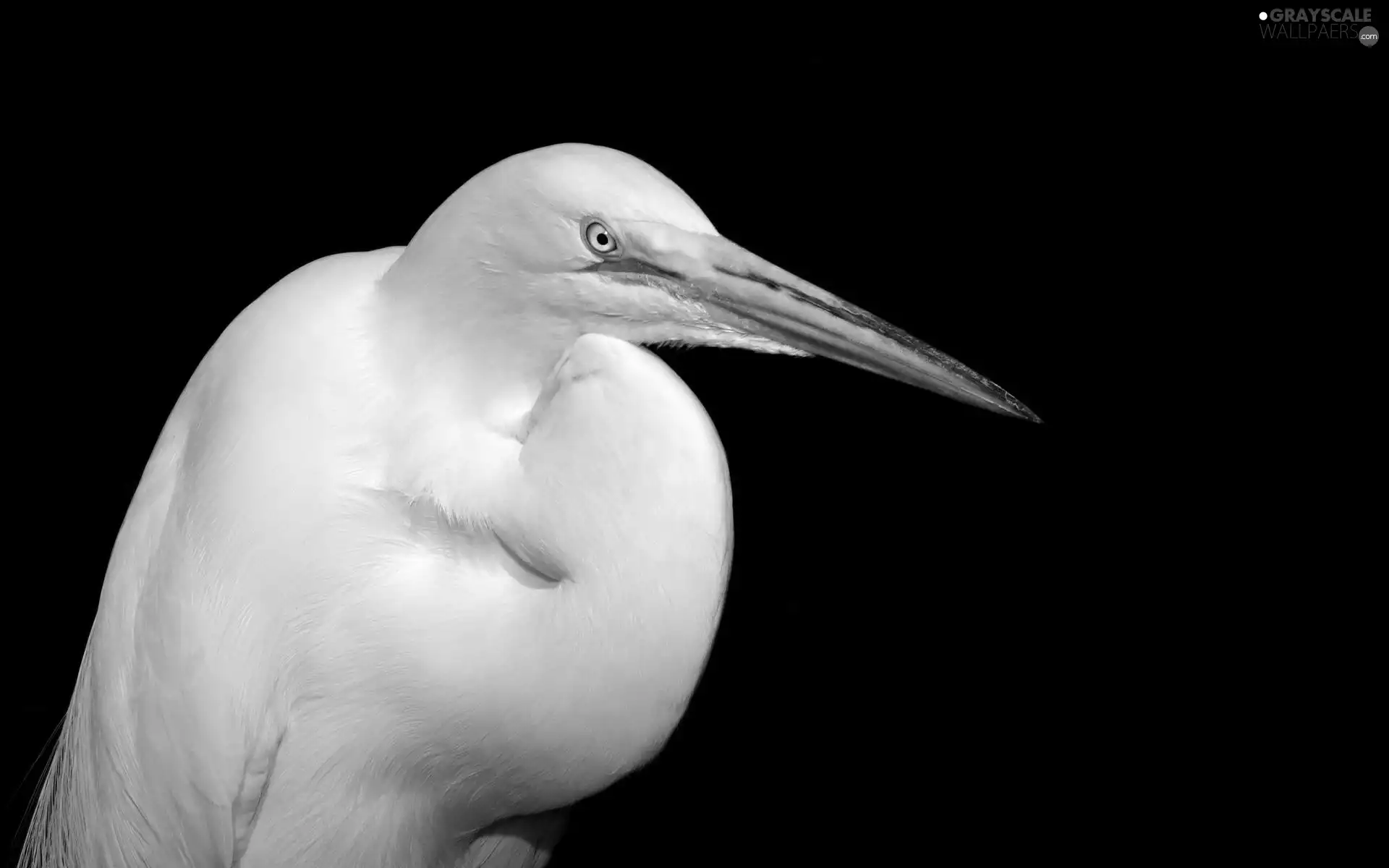 White, heron