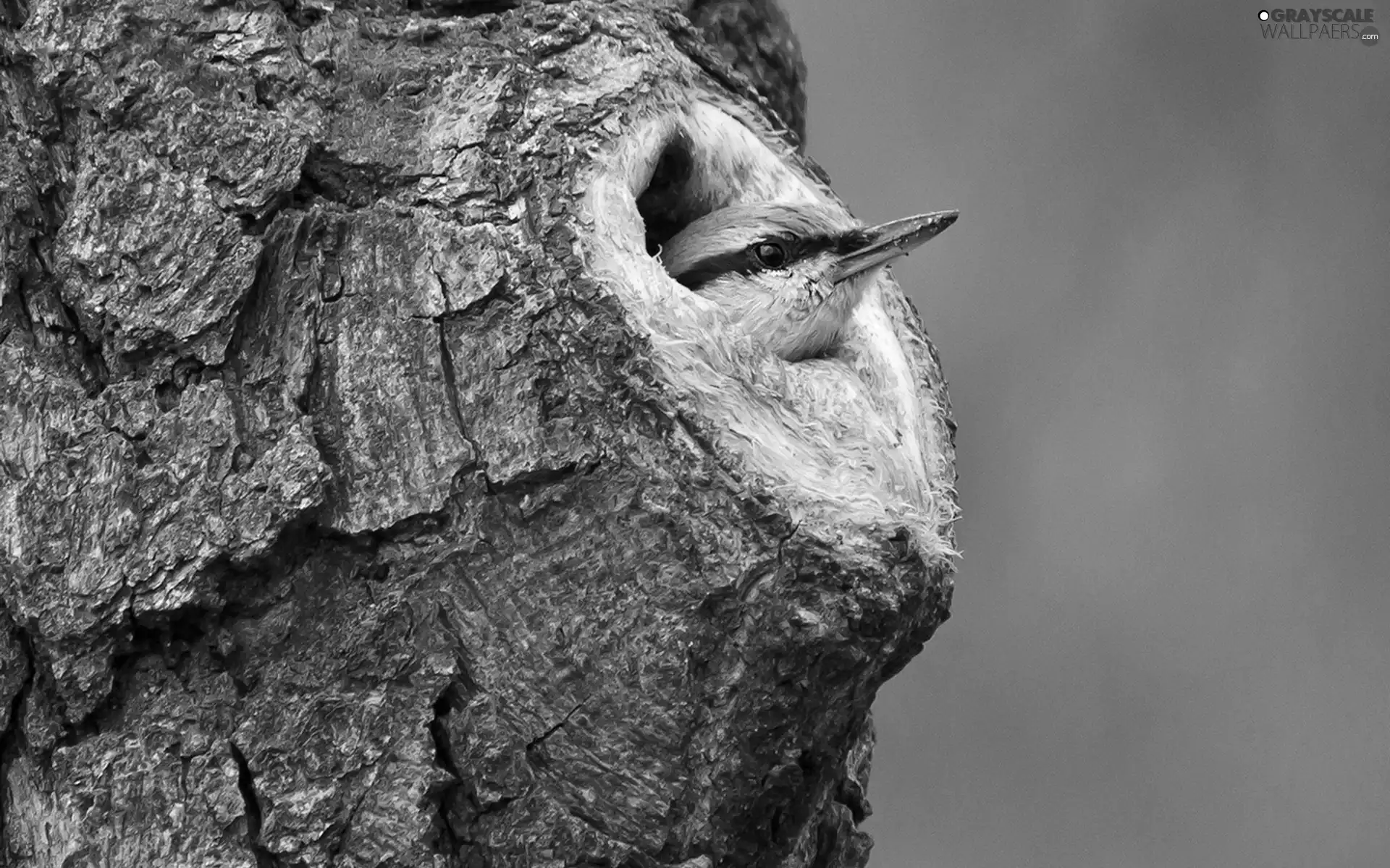 Bird, trees, hollow, Kowalik