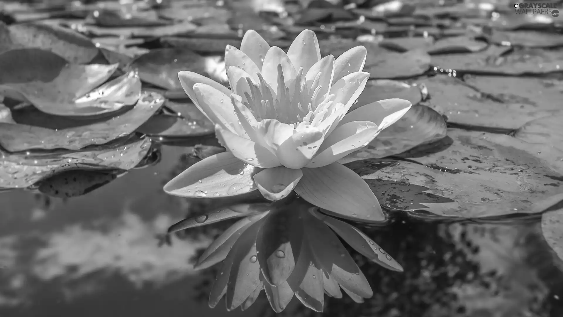 water-lily, Flowers, water, drops, Leaf, Yellow Honda