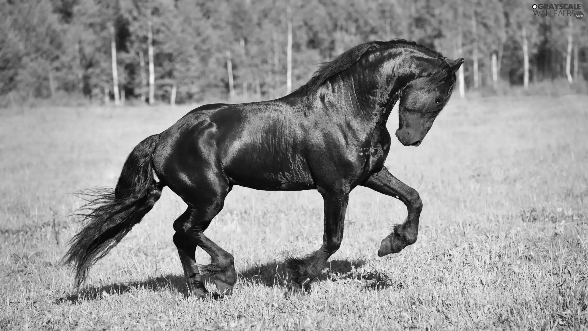 Black, Horse