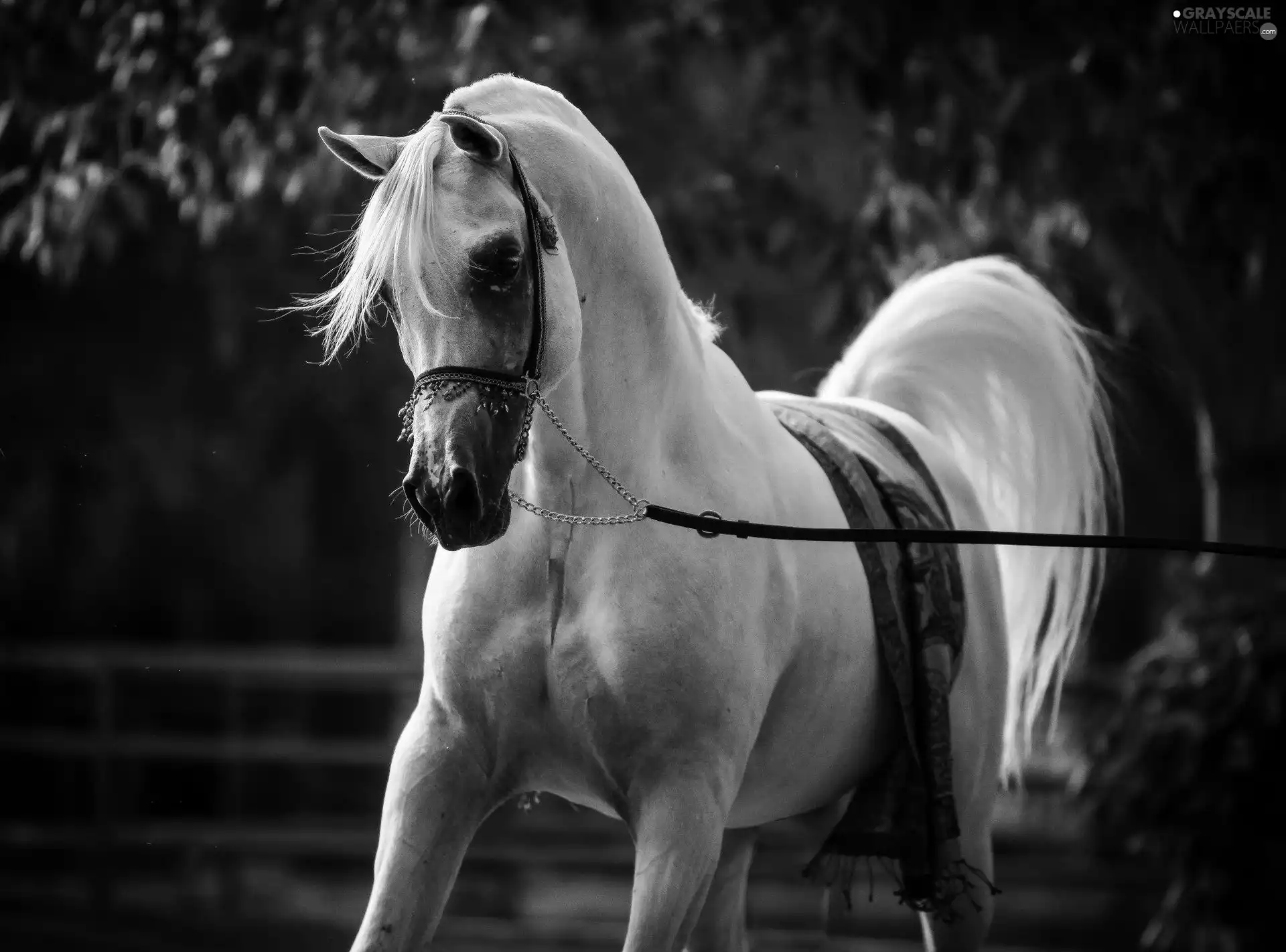 White, bridle, Horsecloth, Horse