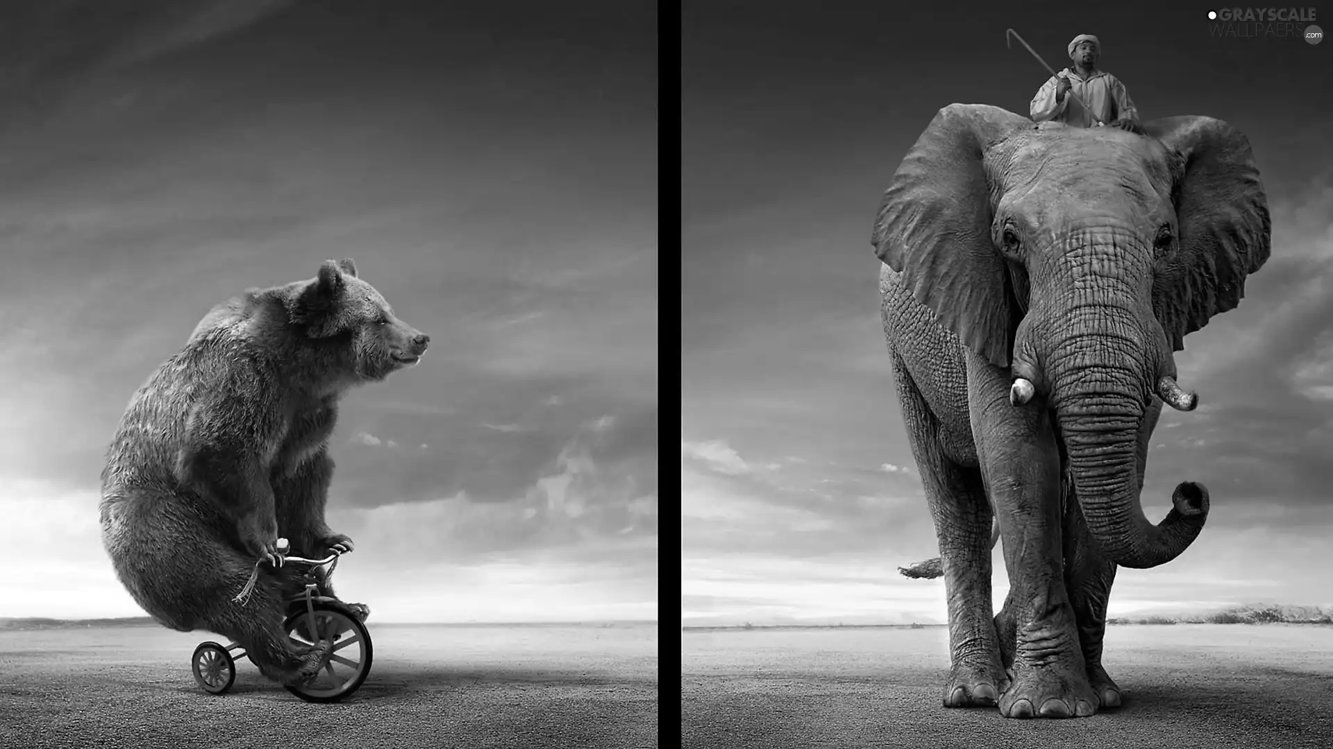 Bear, Elephant, Human, Bike