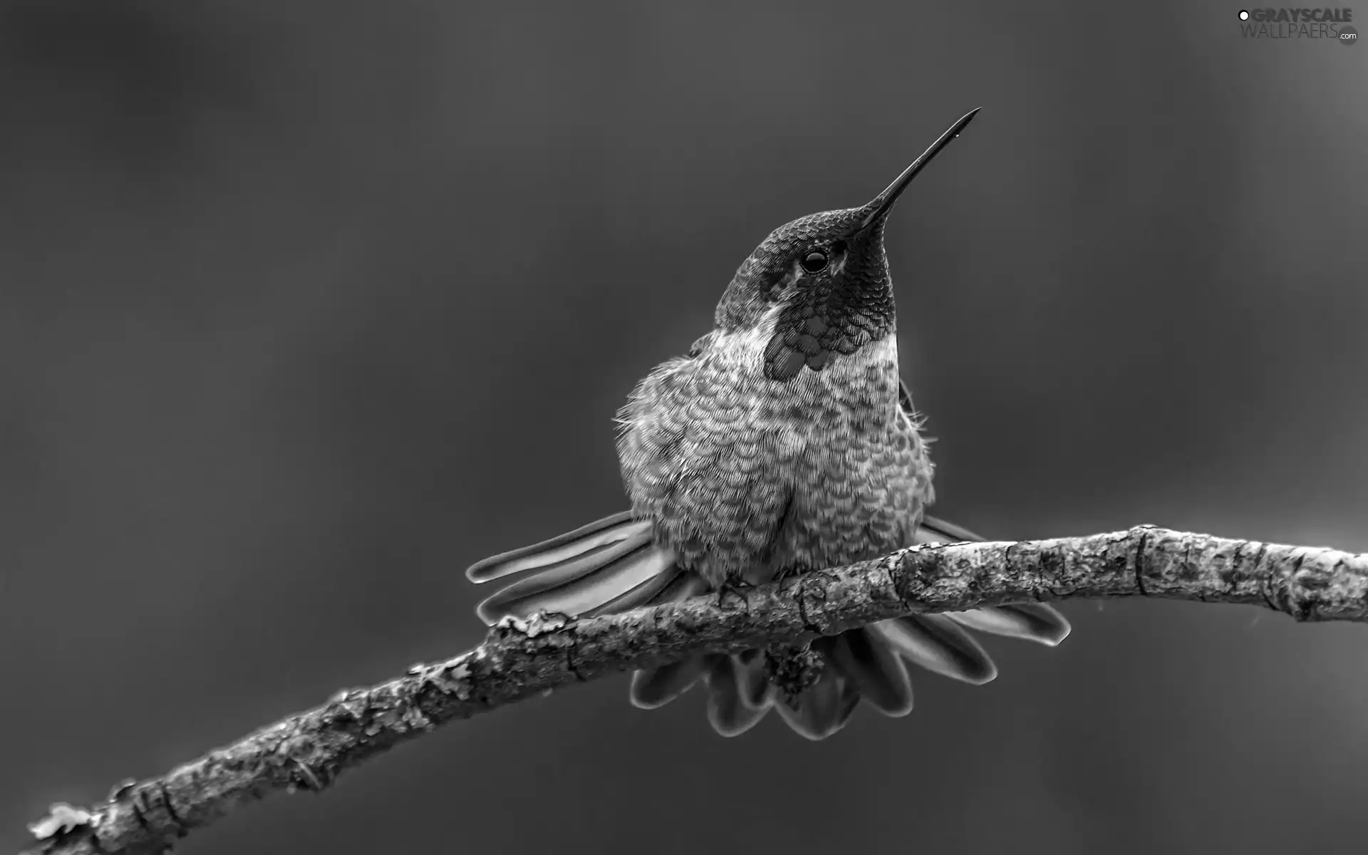 twig, Bird, humming-bird