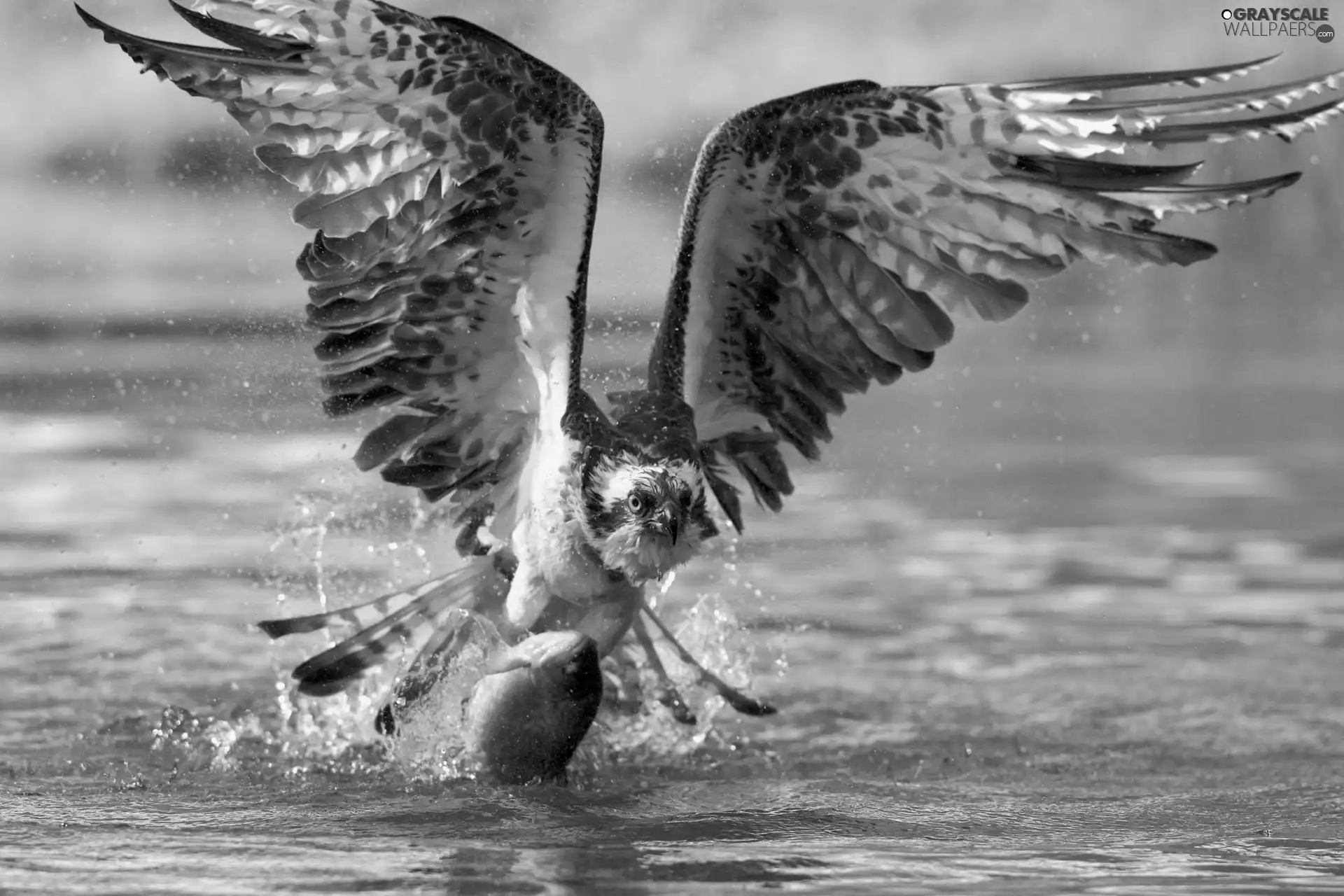 hunt, osprey, water