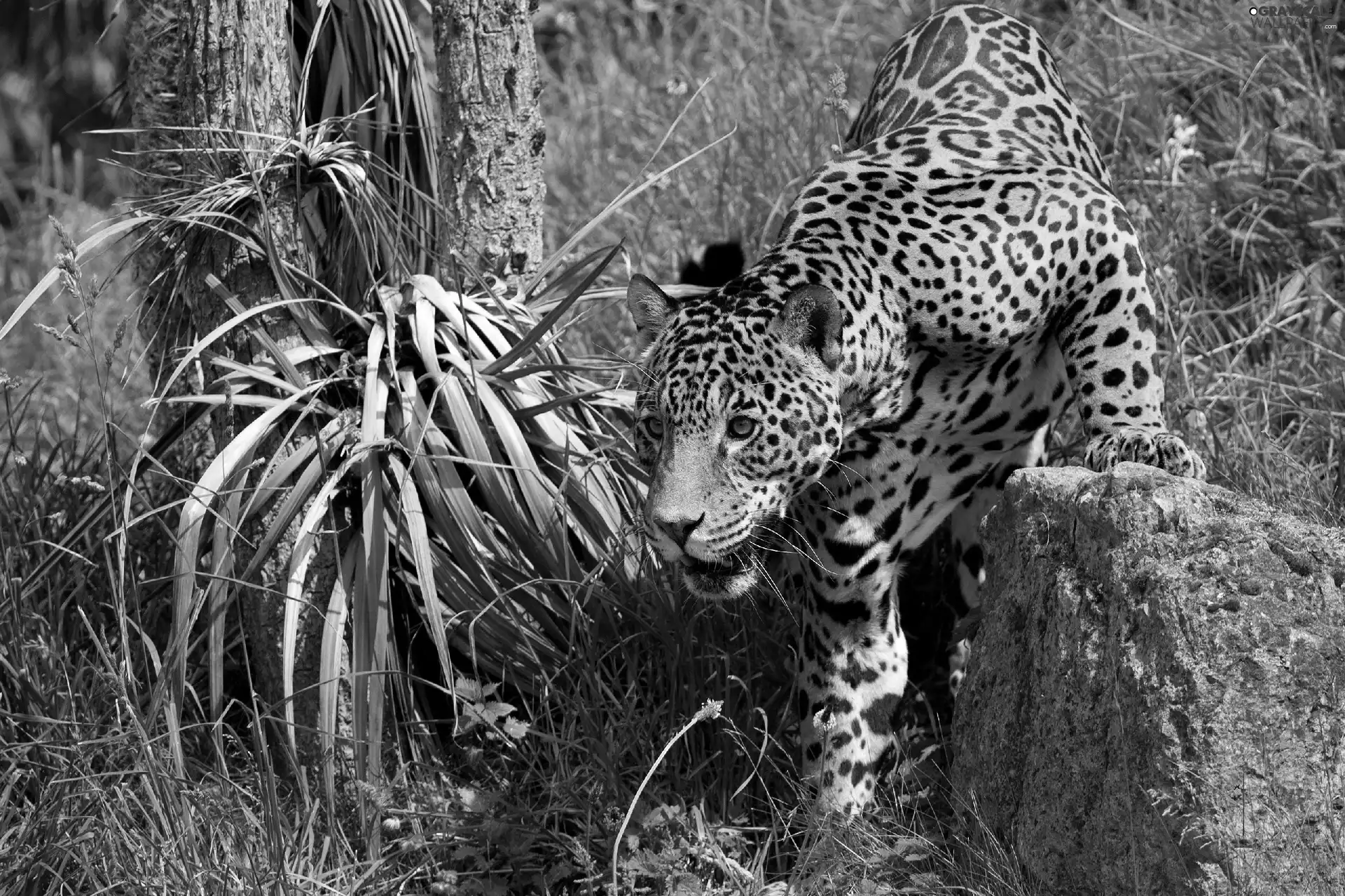 hunting, Jaguar, Stone