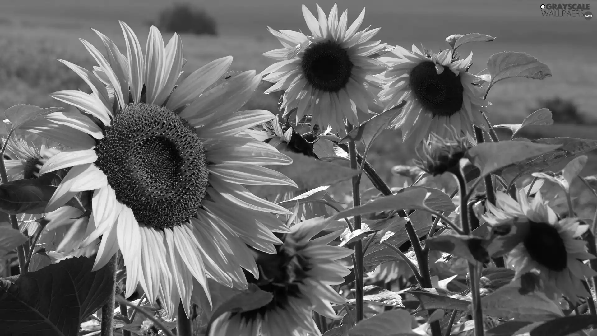 illuminated, Nice sunflowers
