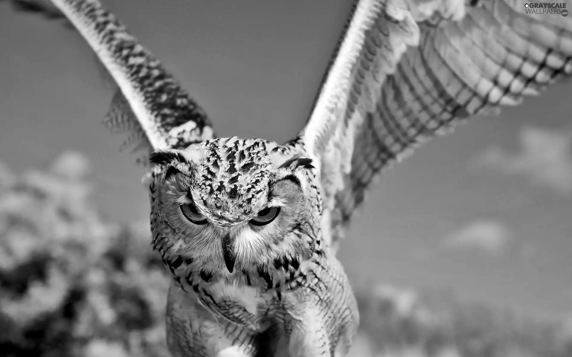 rapprochement, owl, in the air