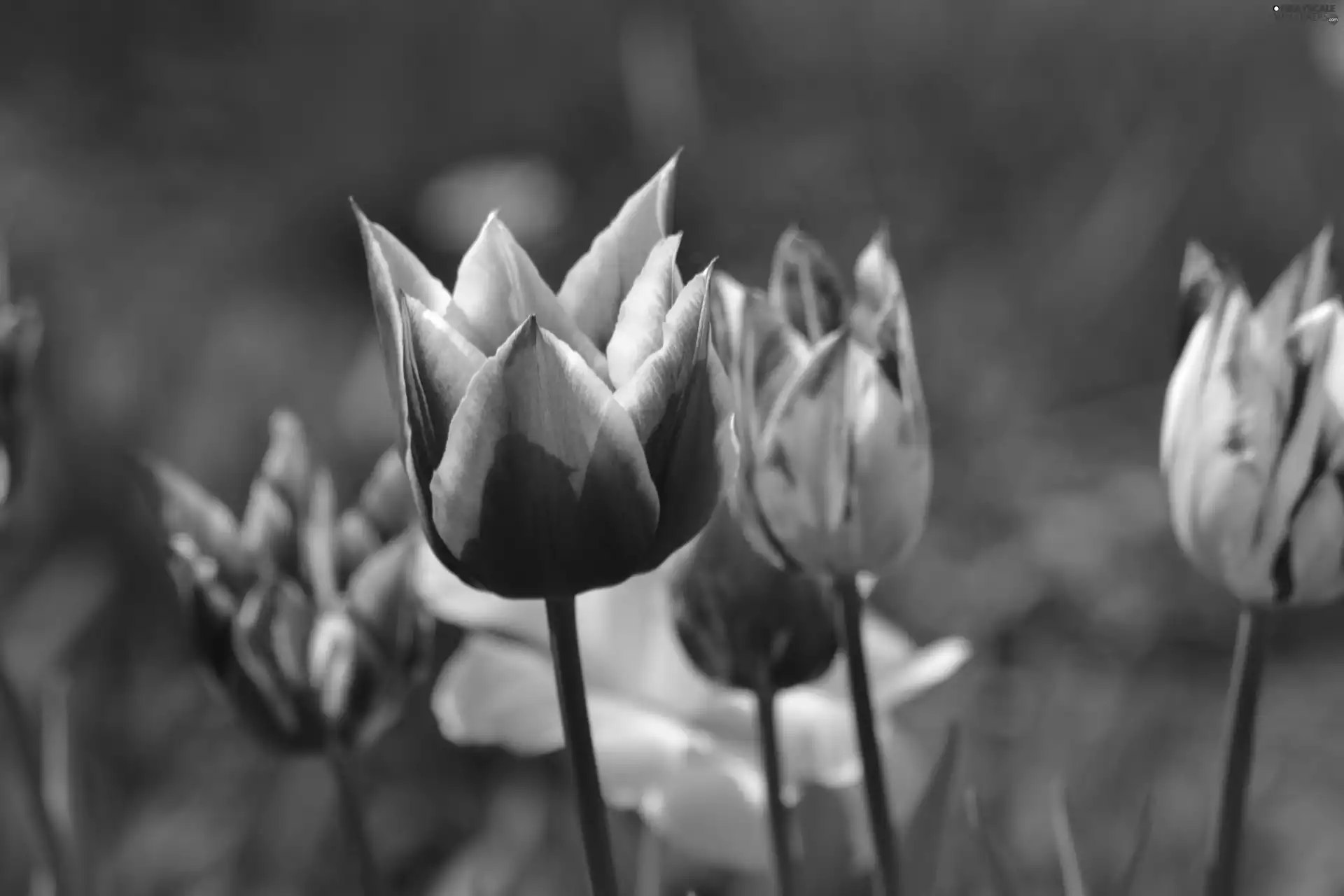 Tulips, jonquil