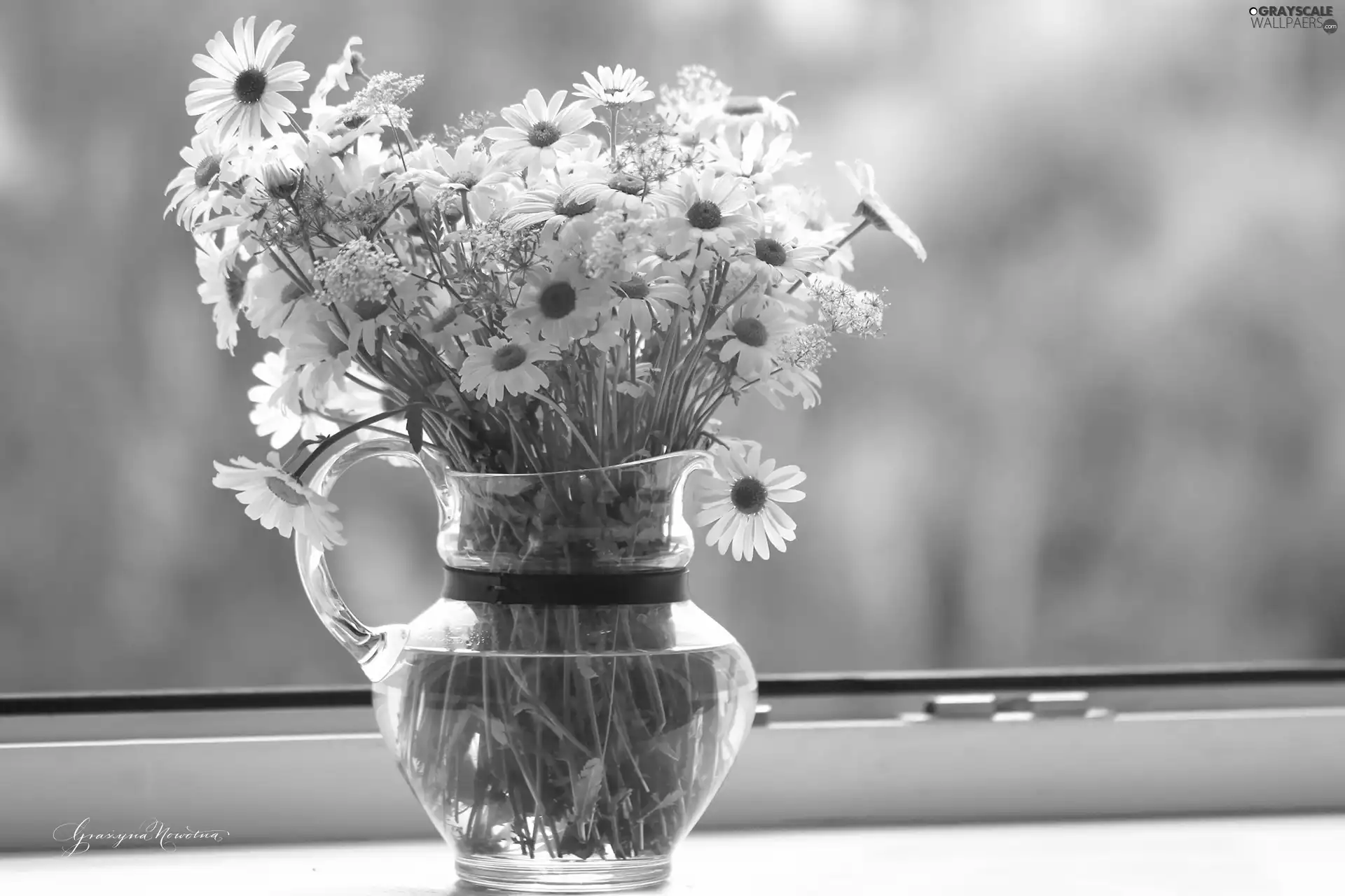 daisy, Flowers, jug, White