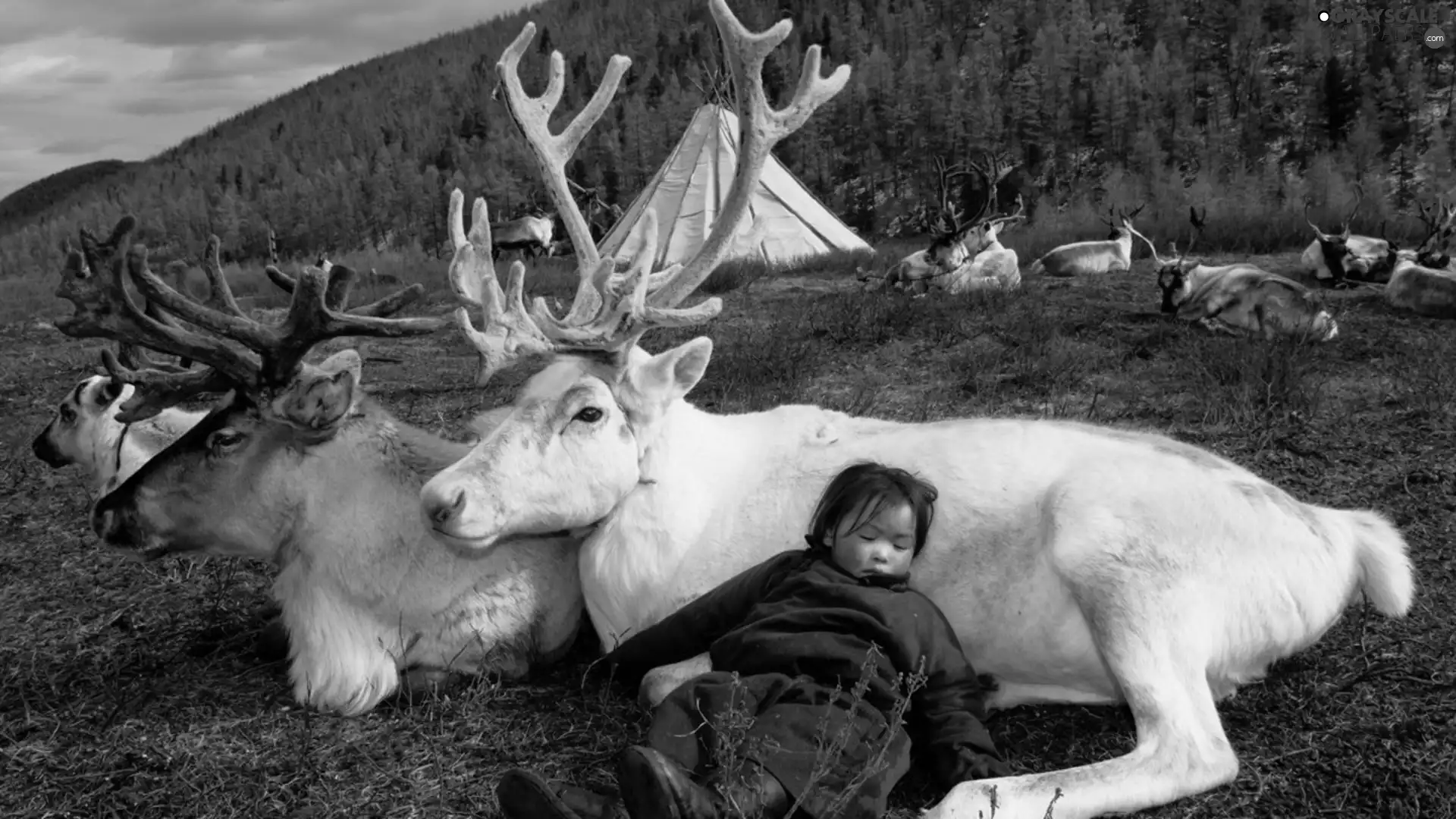 White, Sleeping, Kid, reindeer