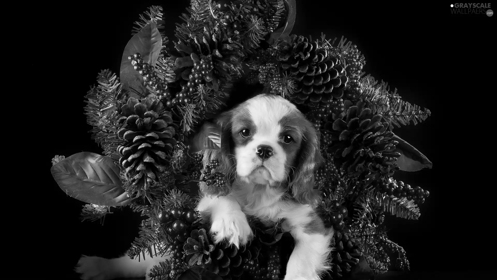 wreath, Puppy, Cavalier King Charles spaniel