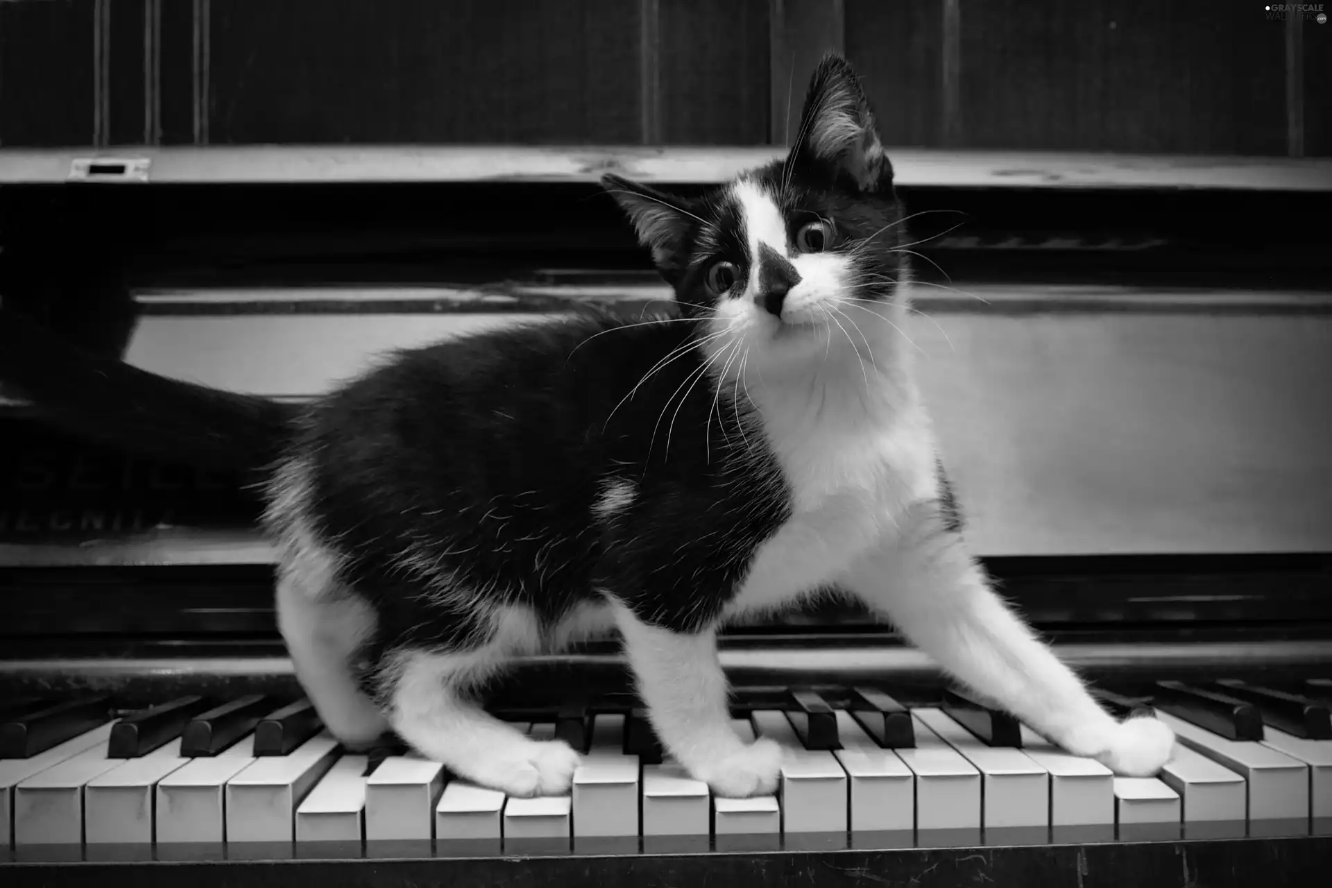 keyboard, black and White, kitten