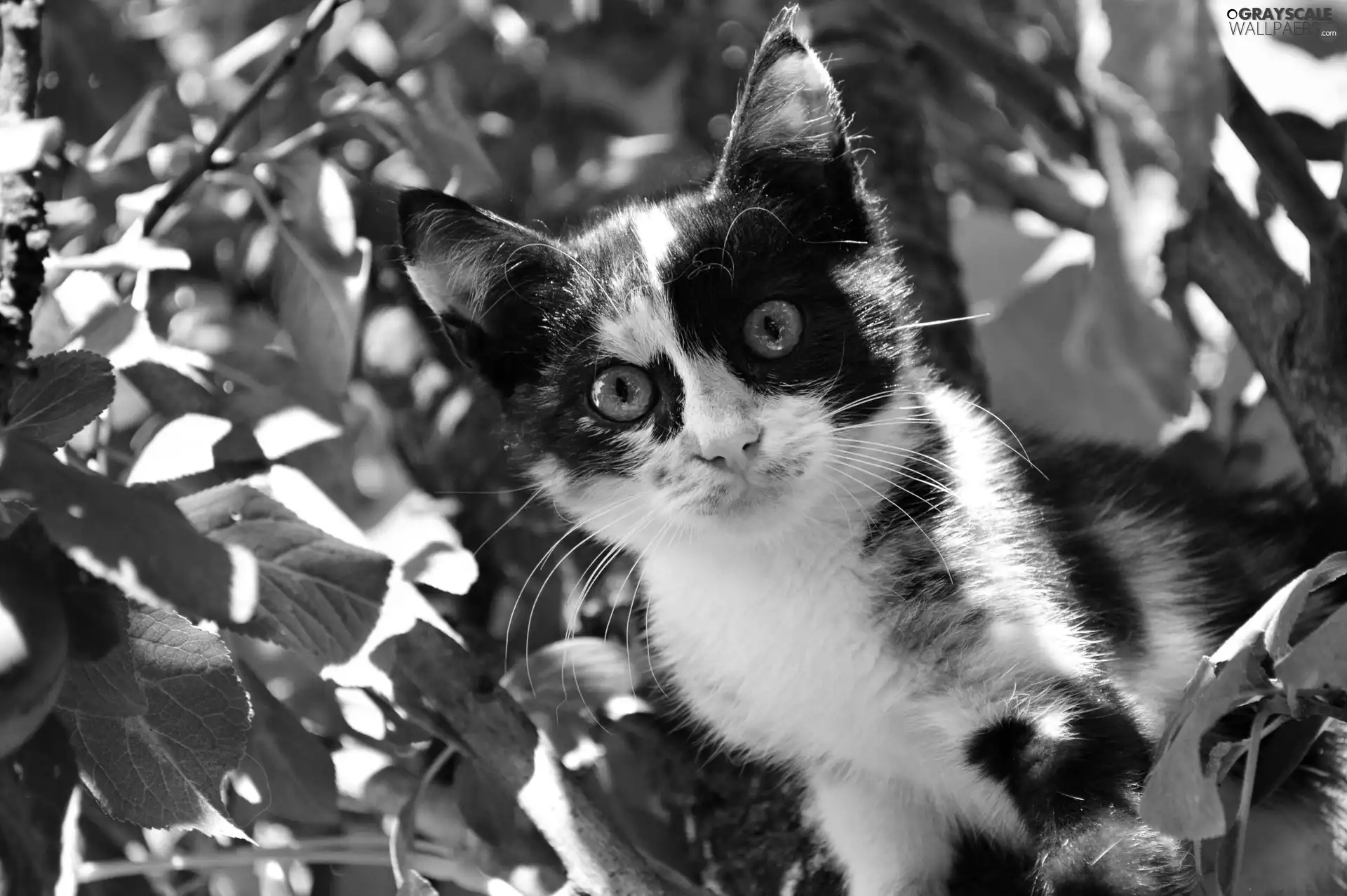 trees, black and White, kitten