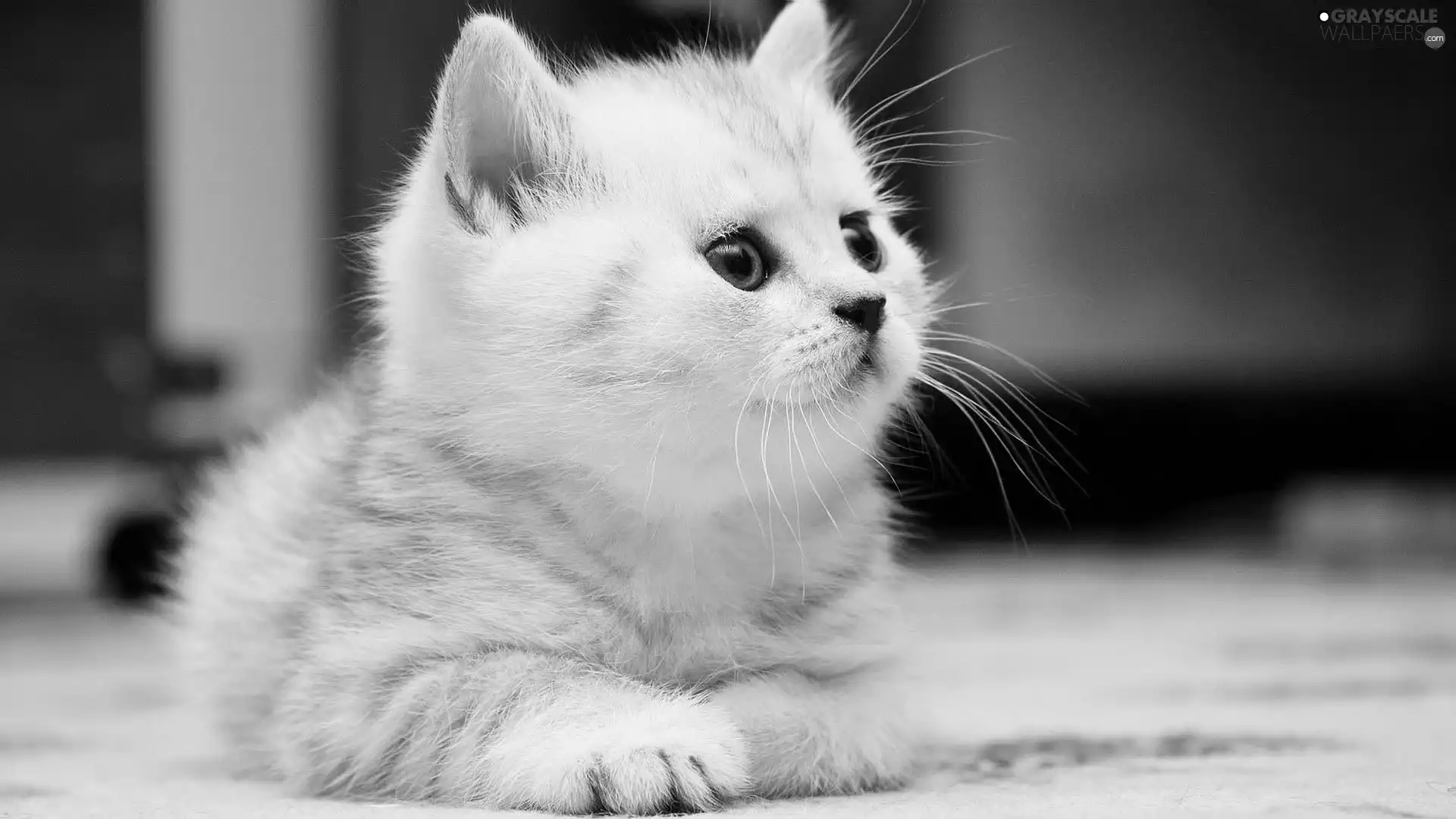 kitten, White, fluffy