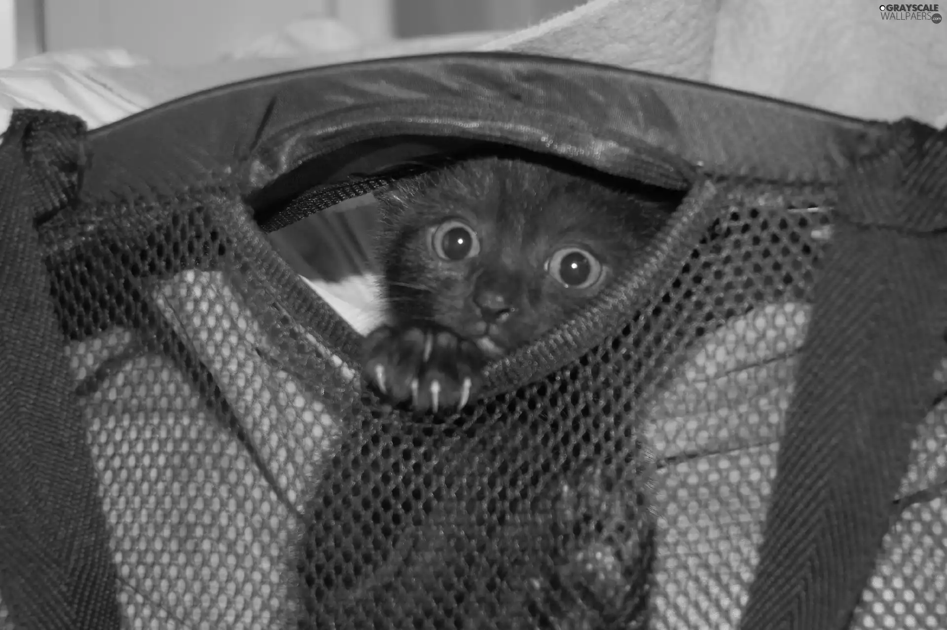 kitten, knapsack