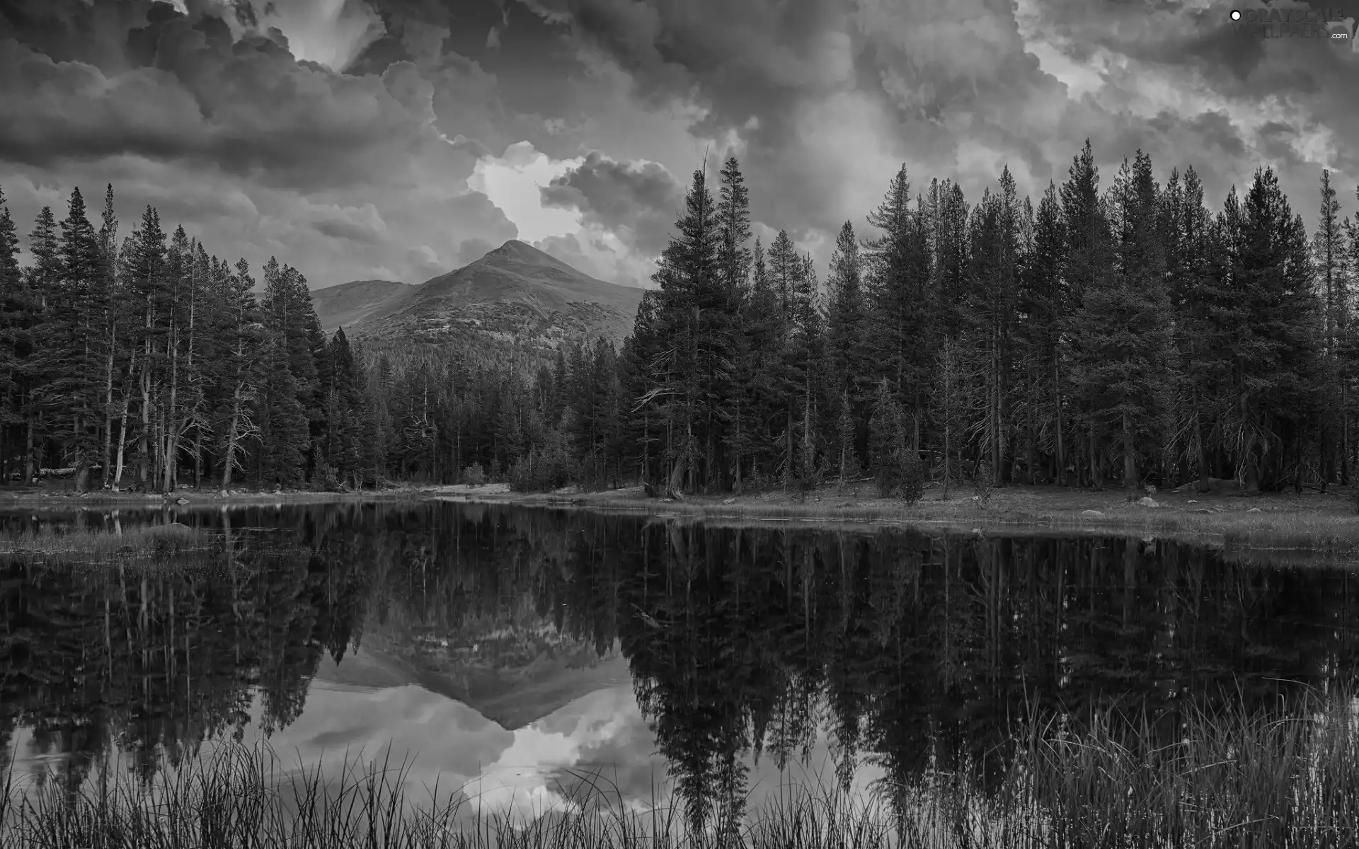 lake, clouds, coniferous, reflection, forest