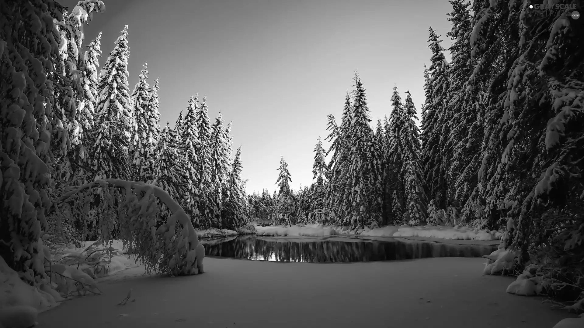 Spruces, lake, forest, Snowy, winter