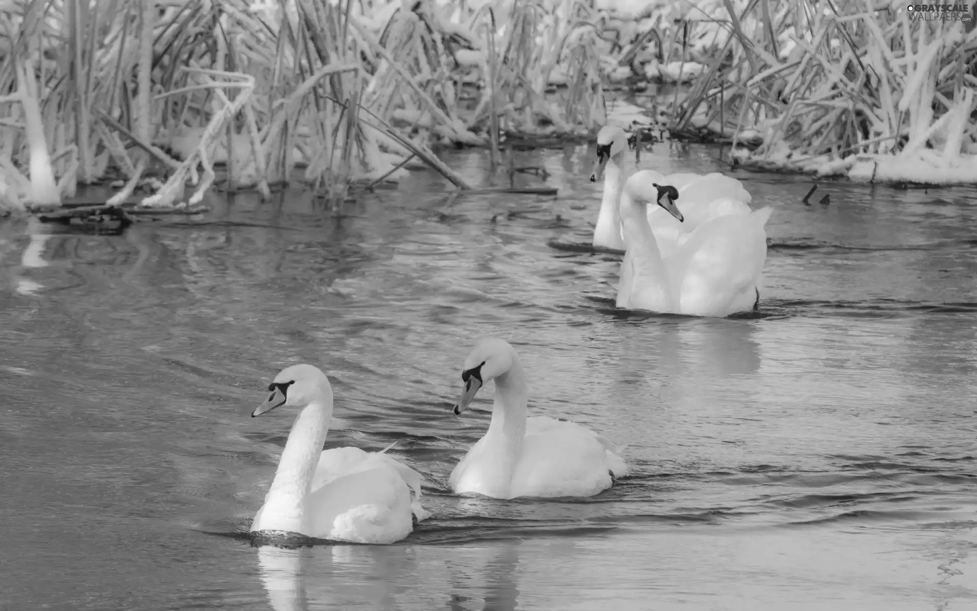 Swan, rushes, winter, lake