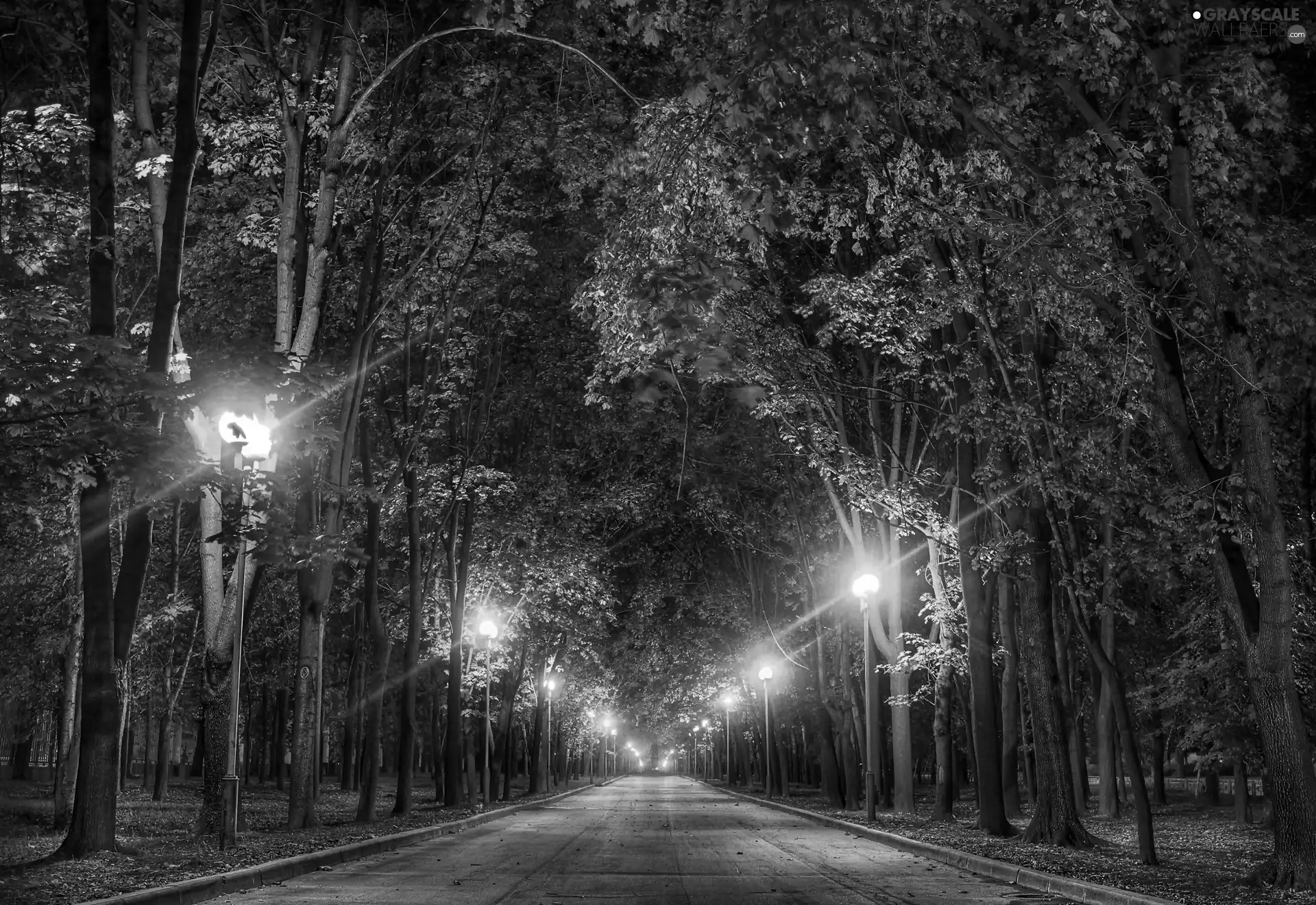 Lamps, Night, trees, viewes, Way