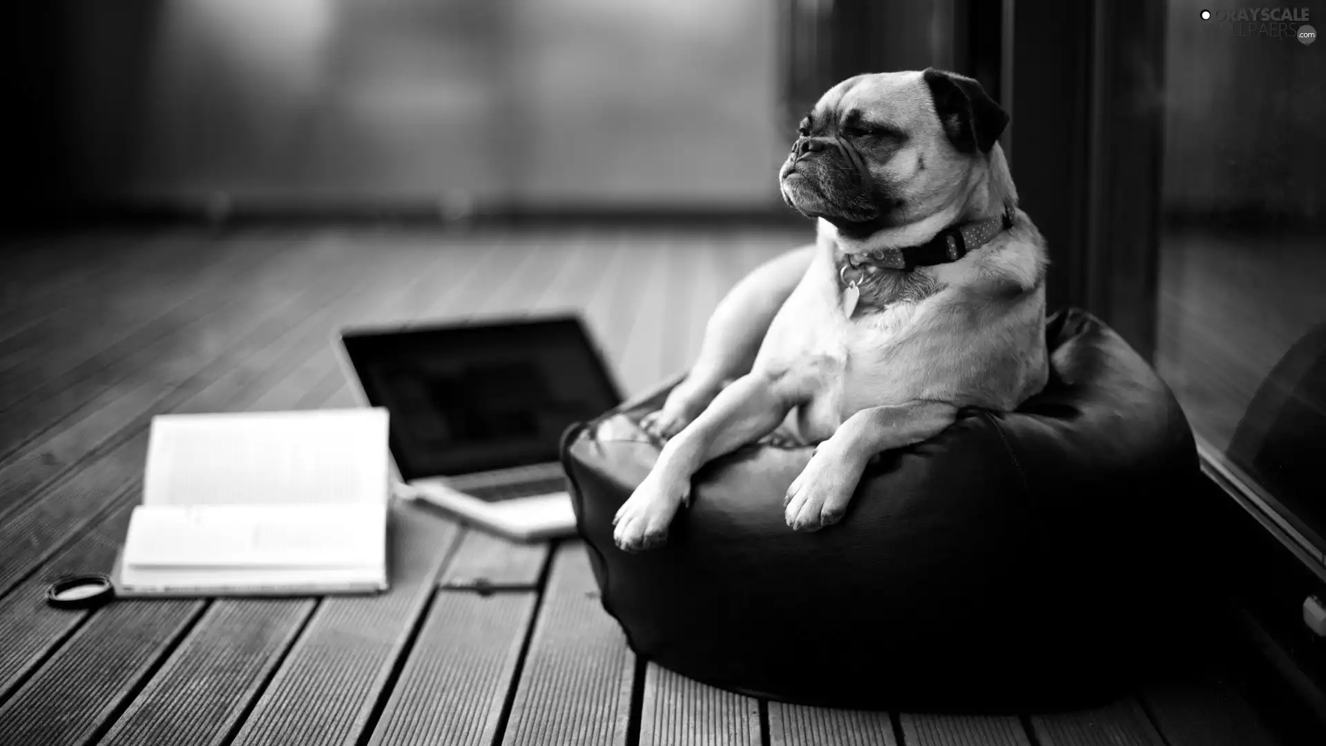 laptop, dog, Armchair
