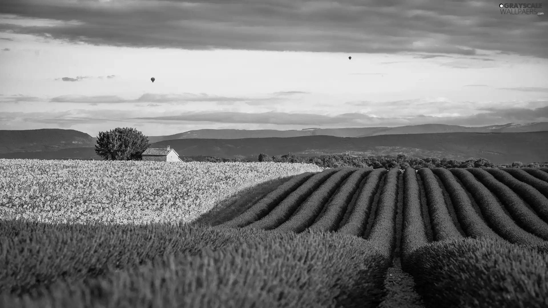 lavender, Ballooning, Provence, Field, France