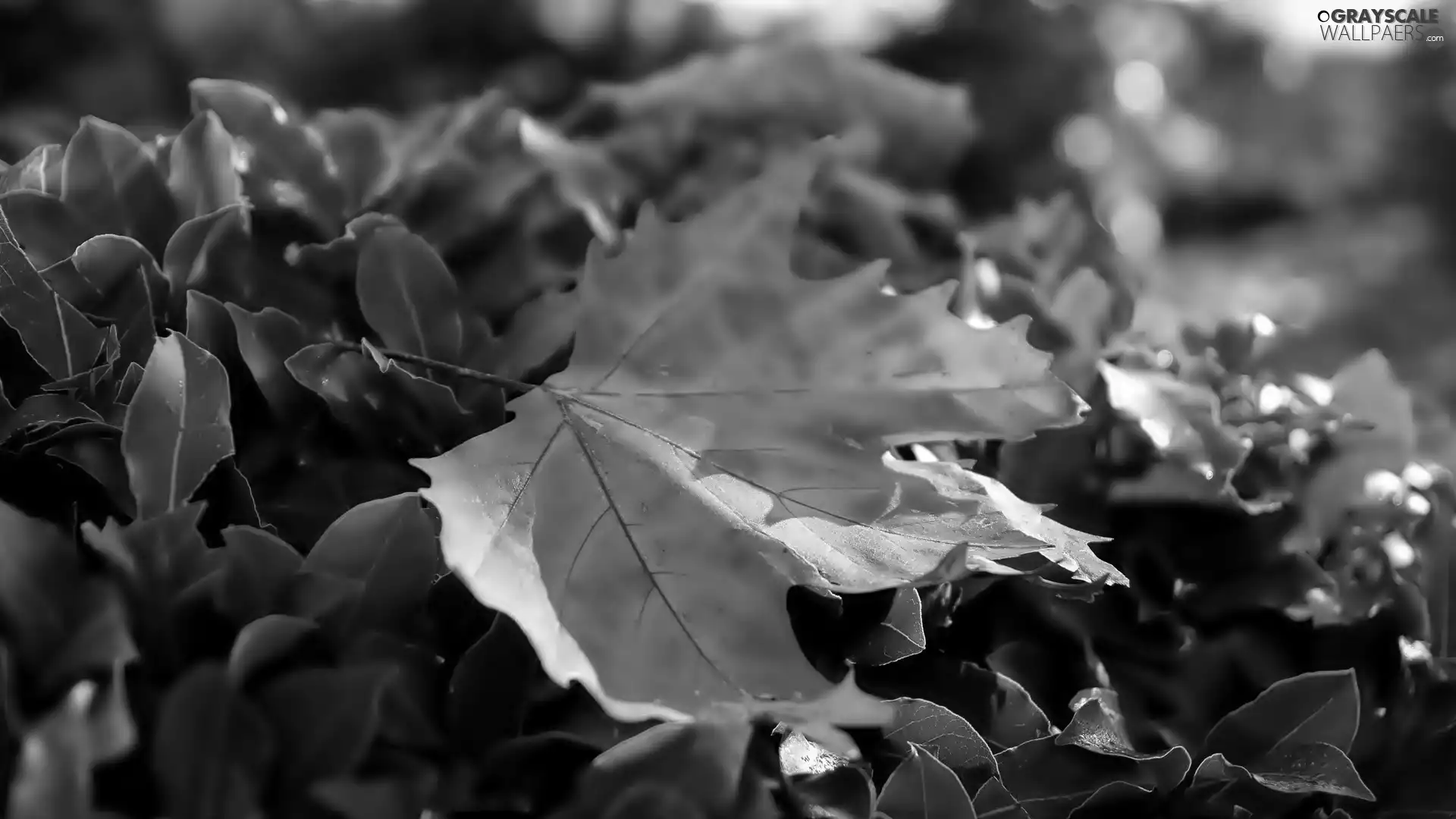 Autumn, leaf