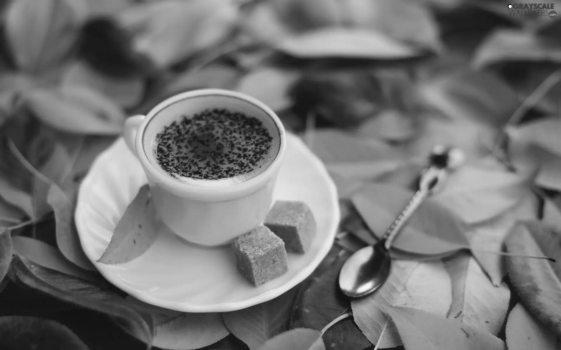 cup, Autumn, Leaf, coffee