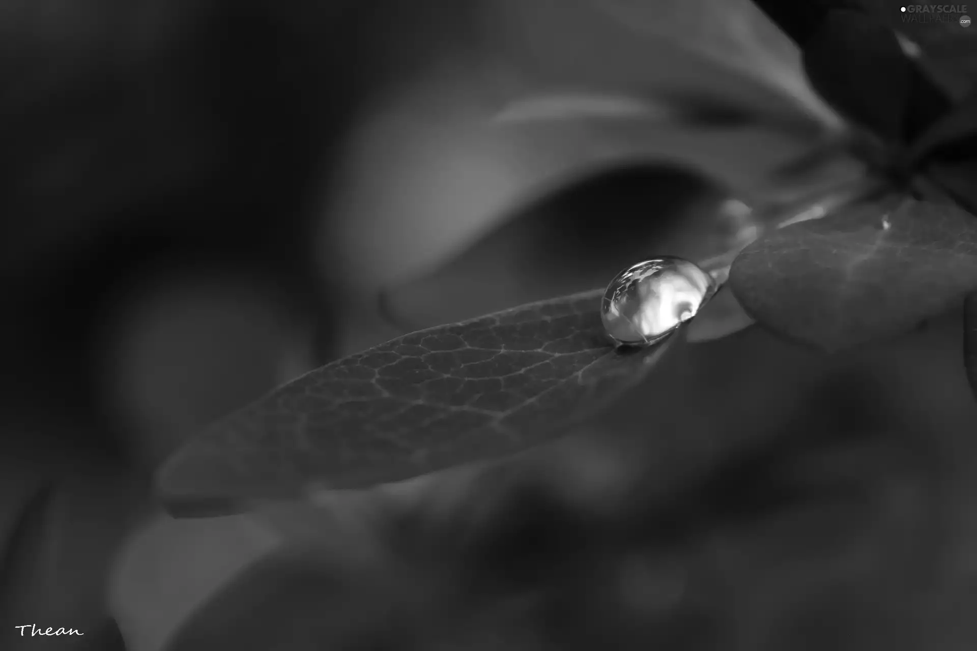 drop, Leaf