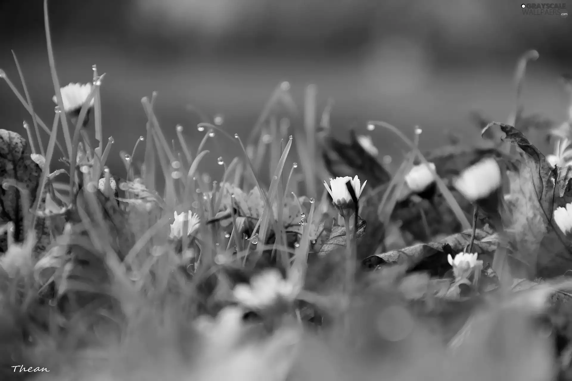Leaf, droplets, daisies, dry, grass