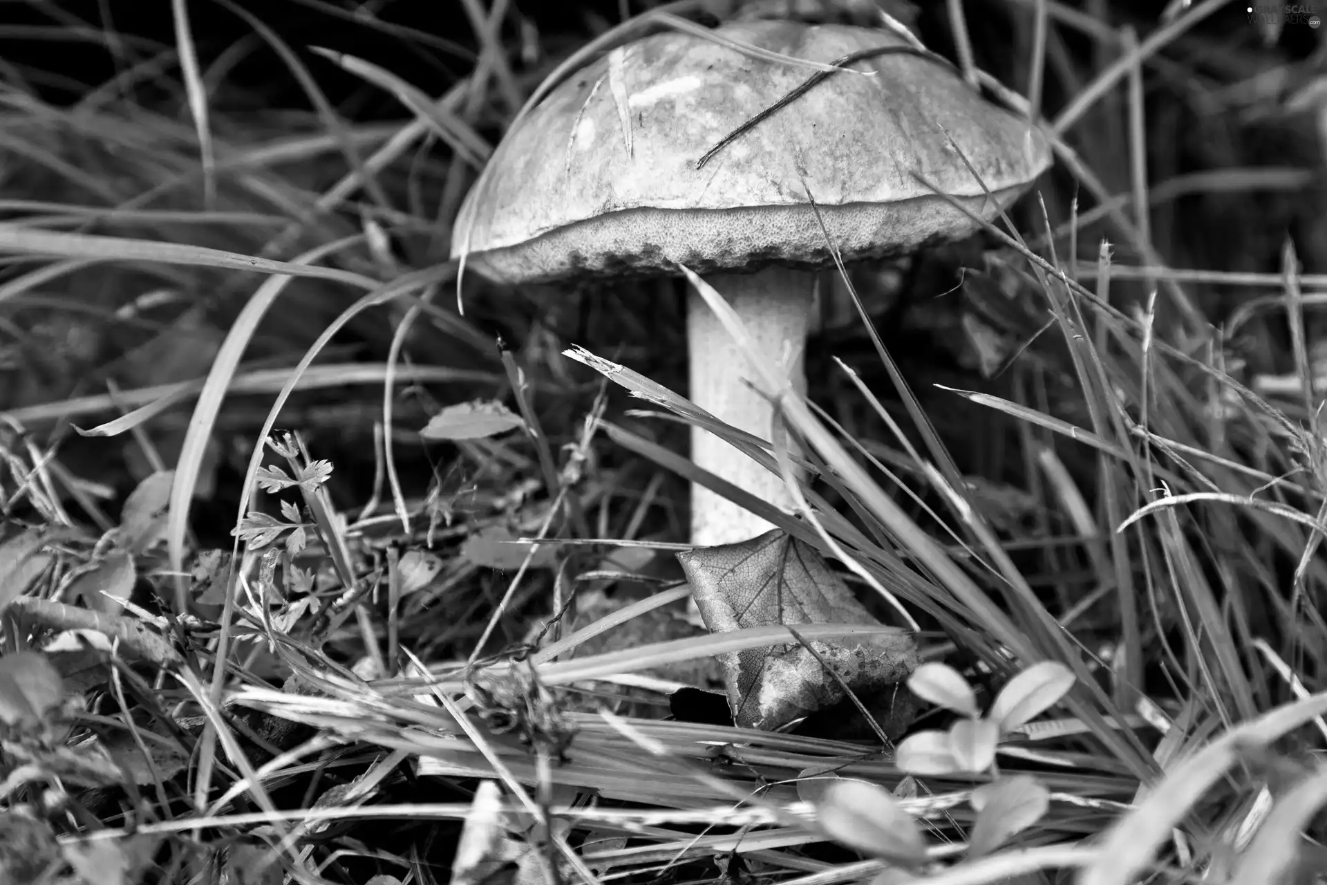 leaf, Mushrooms, grass