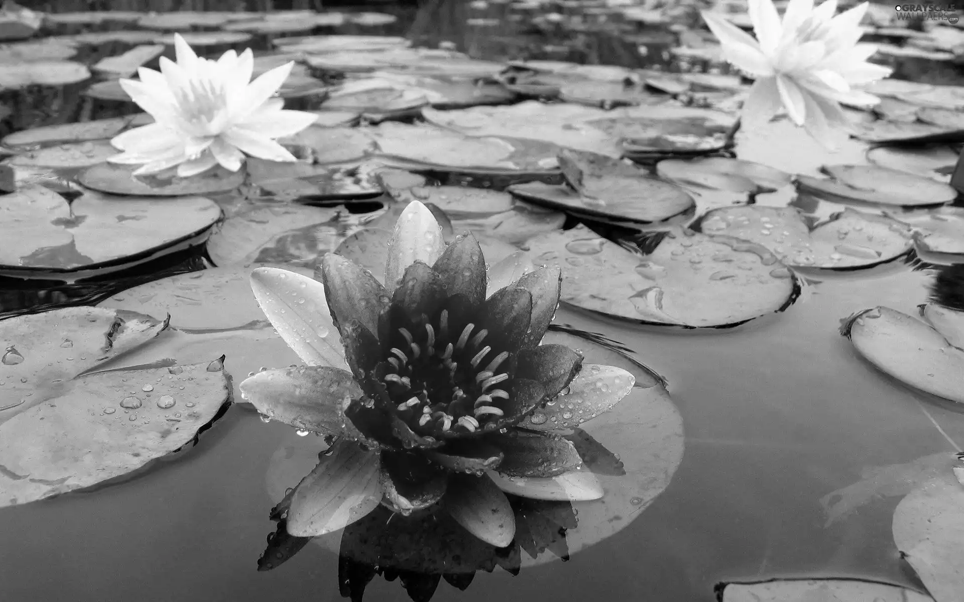lilies, water, Leaf, water