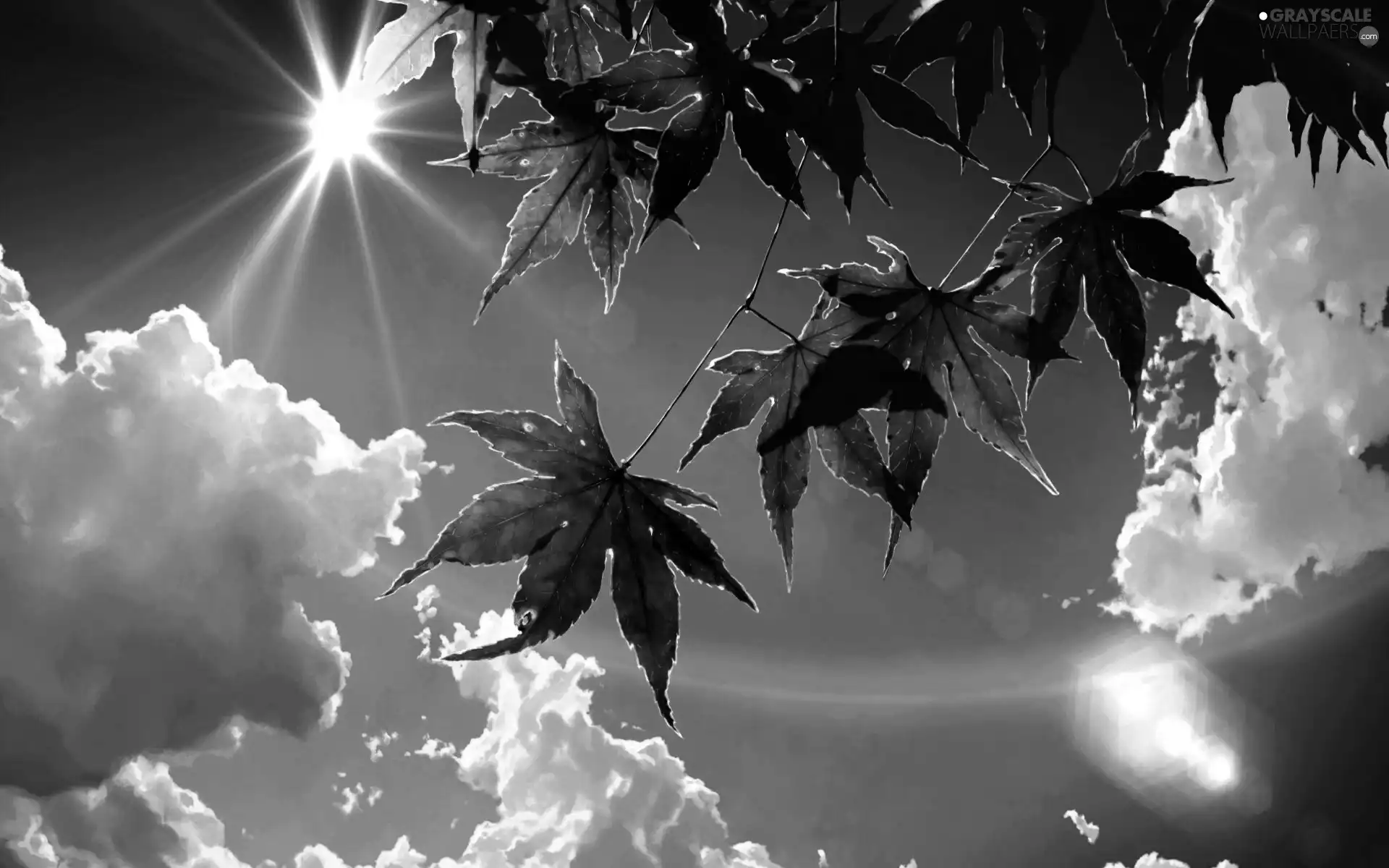 rays, clouds, Leaf, sun