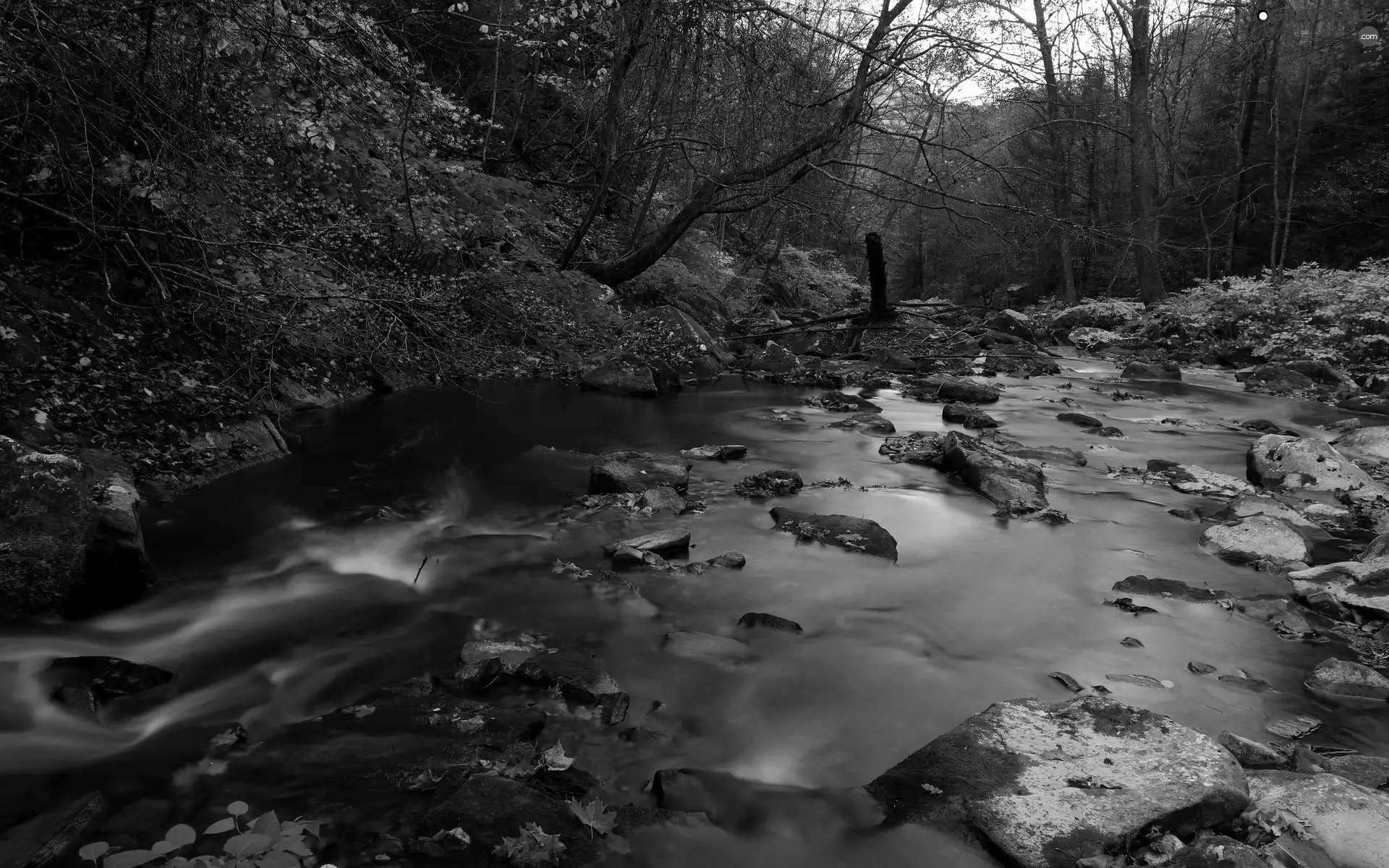 Leaf, River, Stones