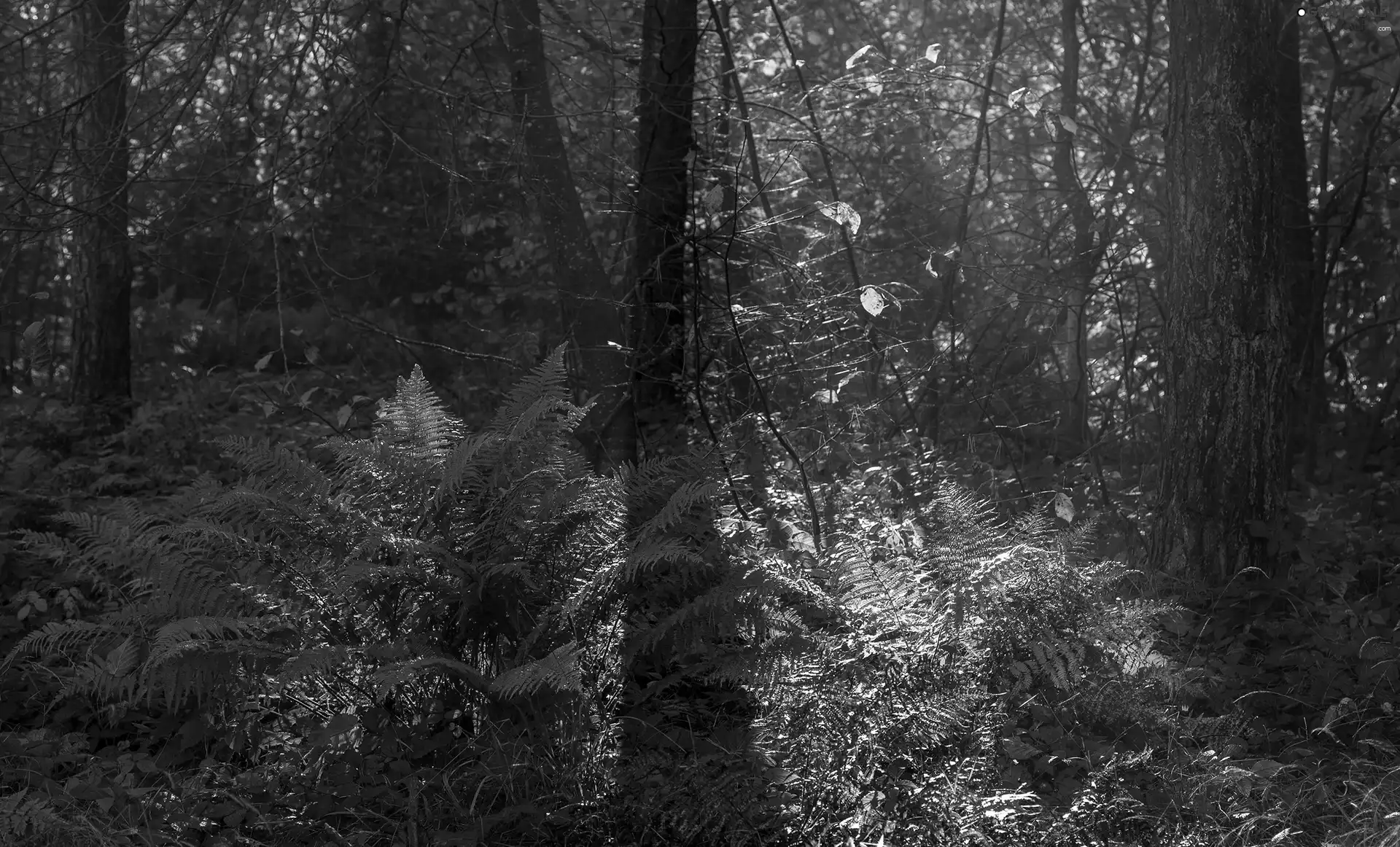 viewes, forest, Fern, Leaf, Plants, trees