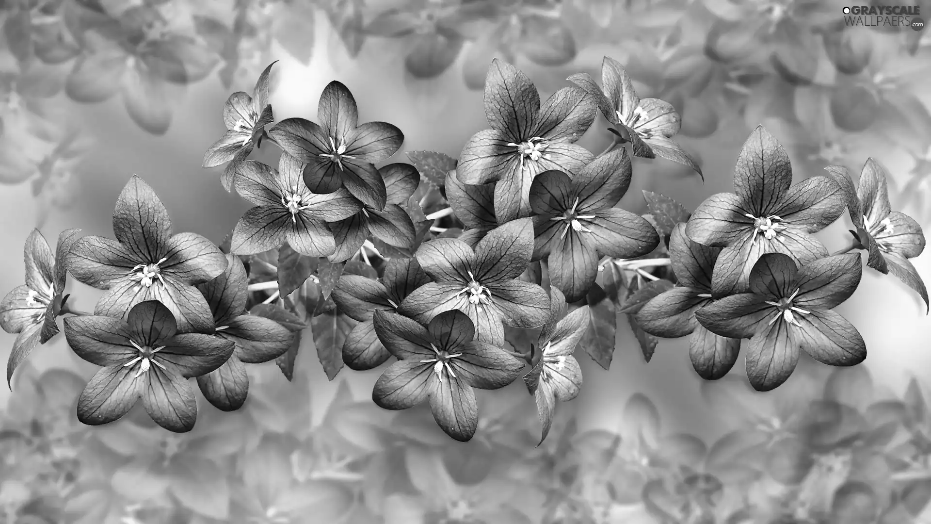 Flowers, leaves, 2D Graphics, ringtones