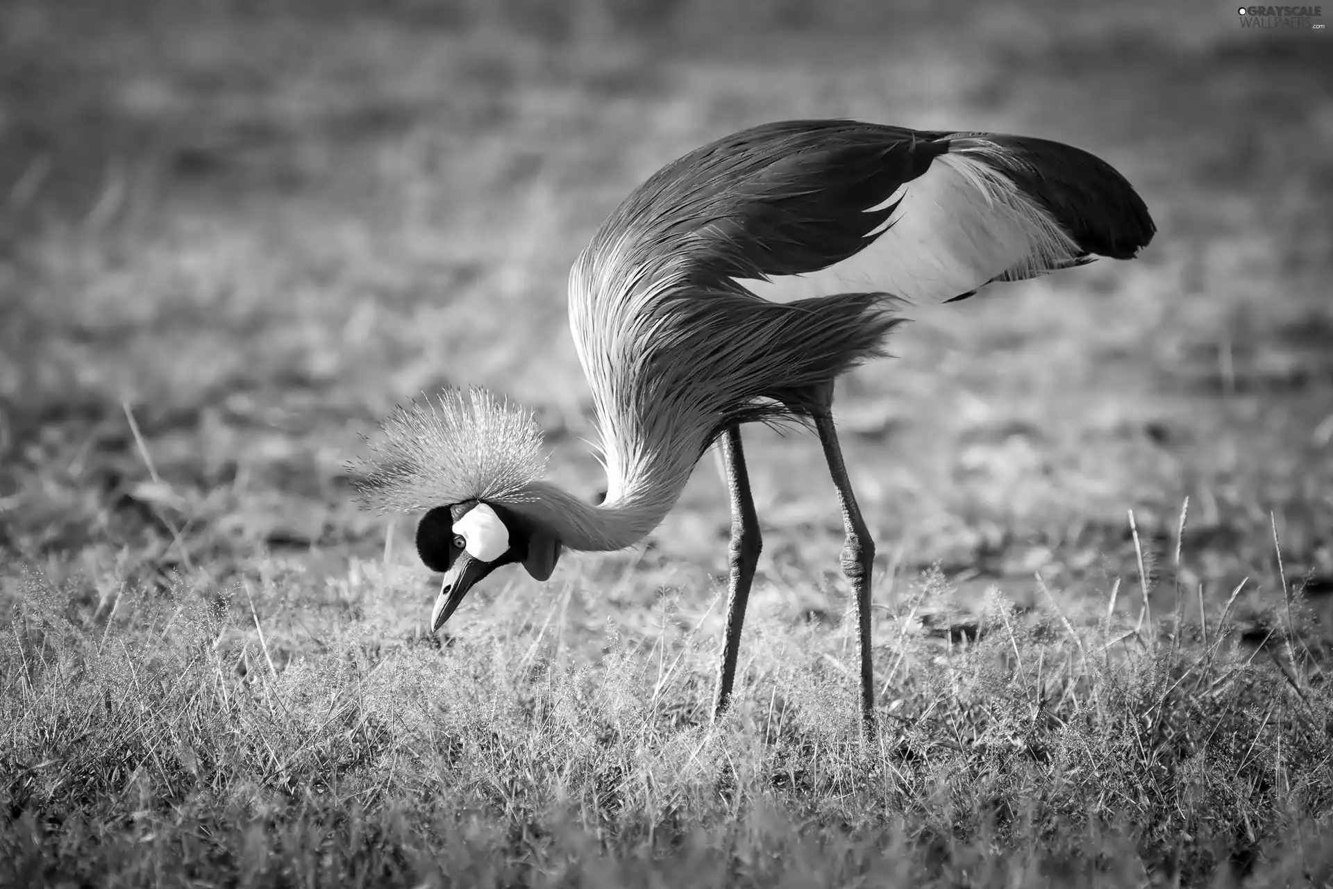 legs, comb, crane, Longs, Bird