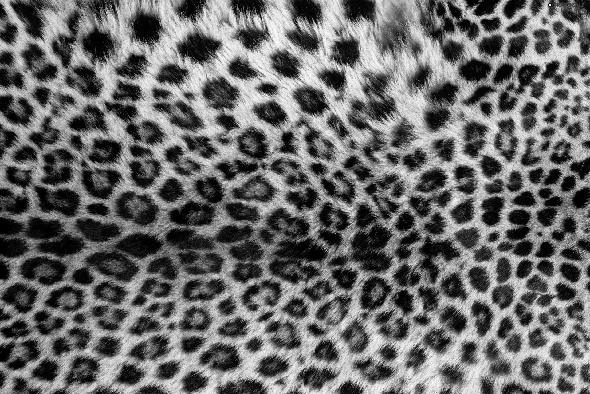 texture, Fur, spots, Leopards