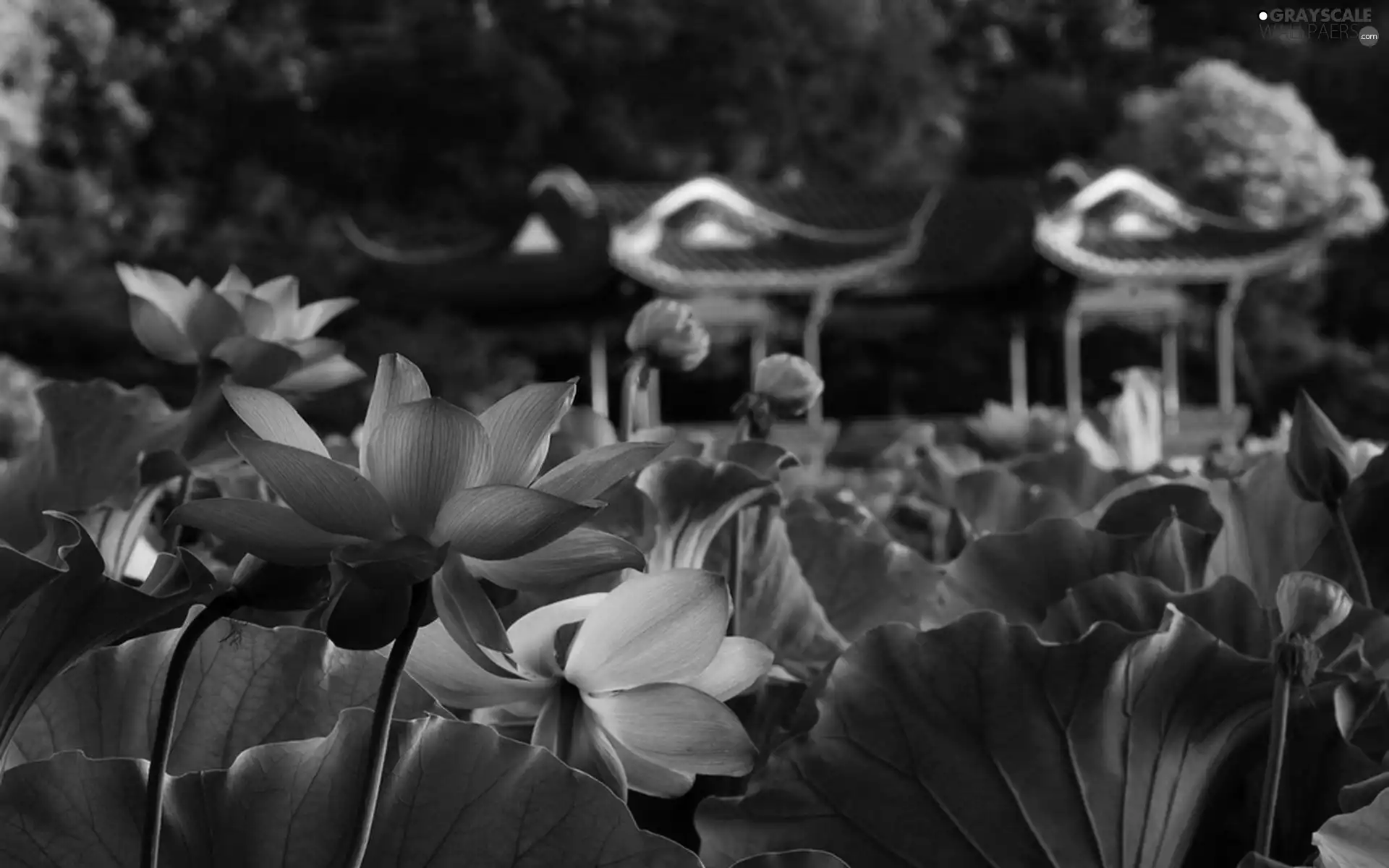 Leaf, Pond - car, lilies