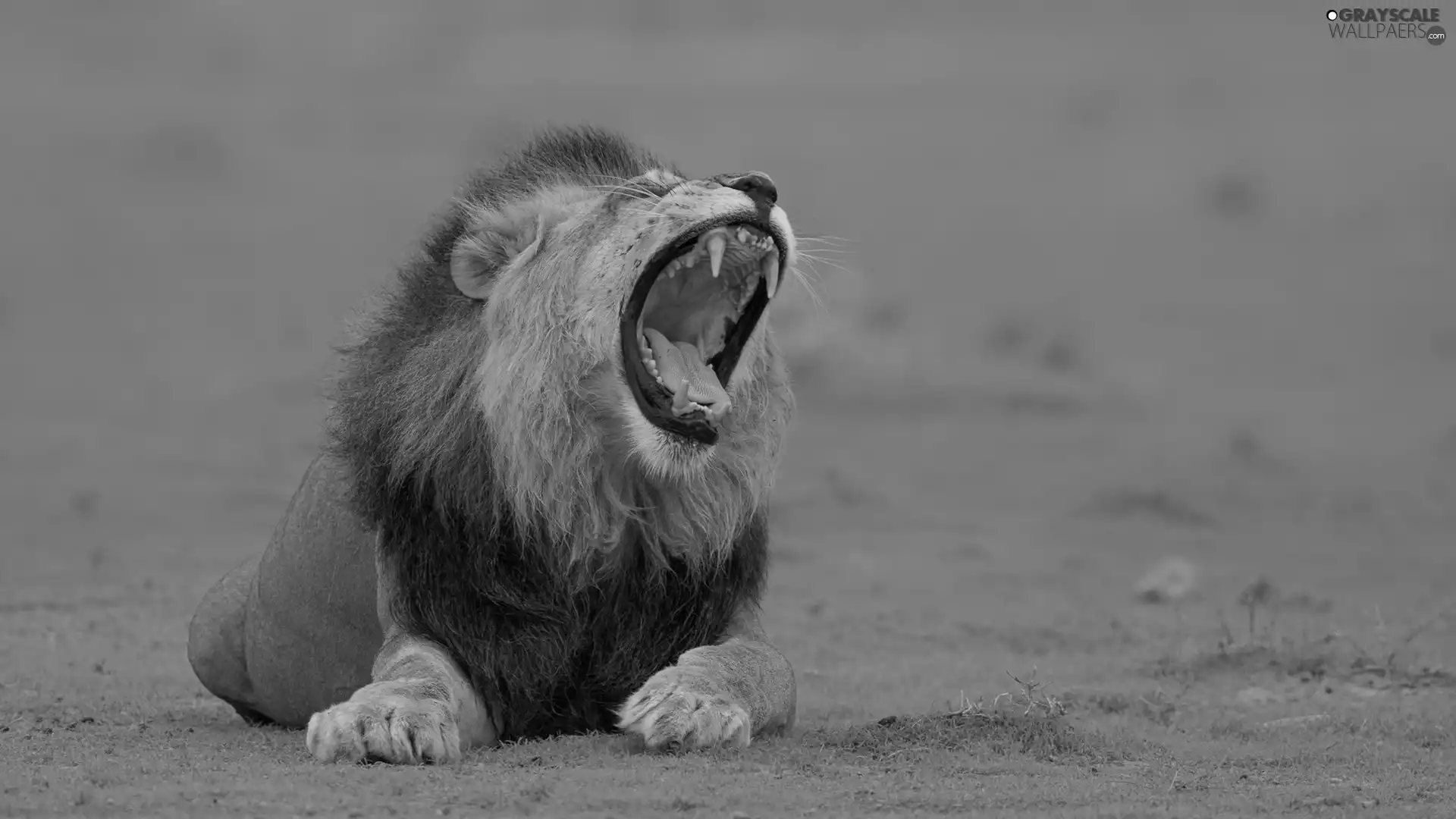 yawning, mouth, canines, Lion