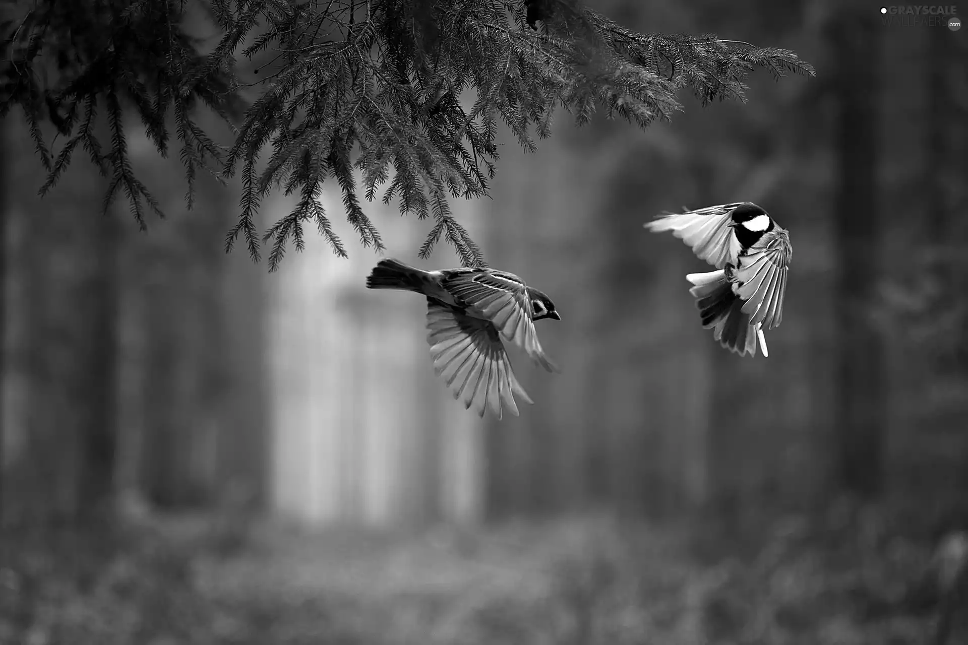 forest, ##, Locie, birds