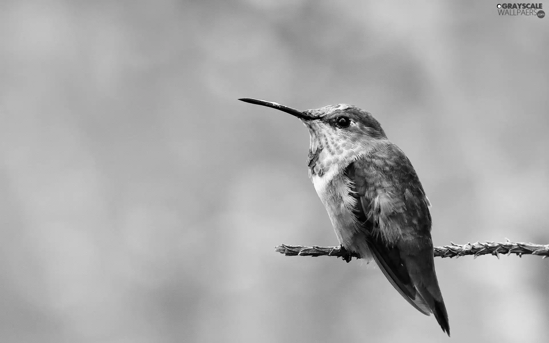 nose, humming-bird, long