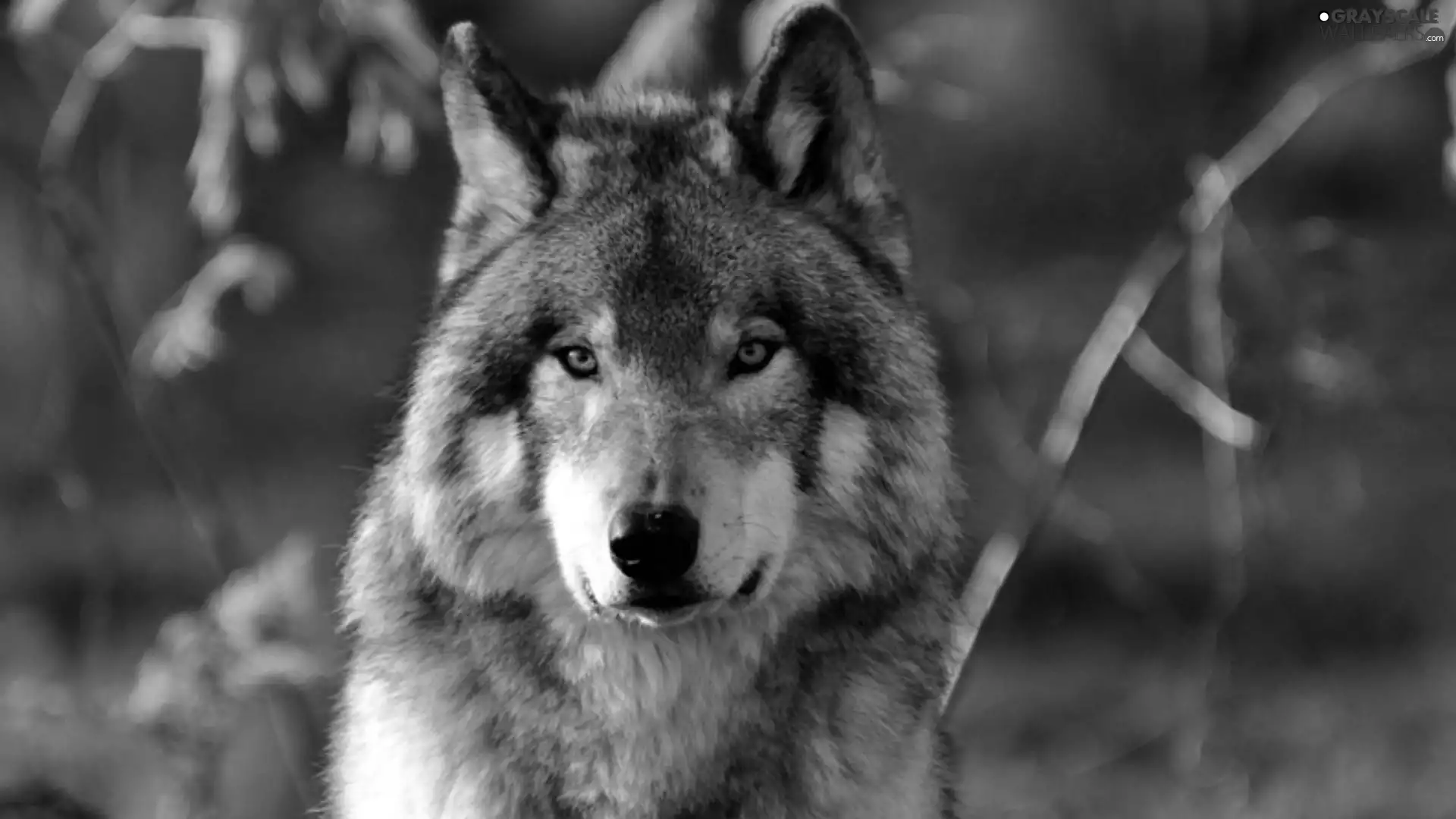Wolf, The look