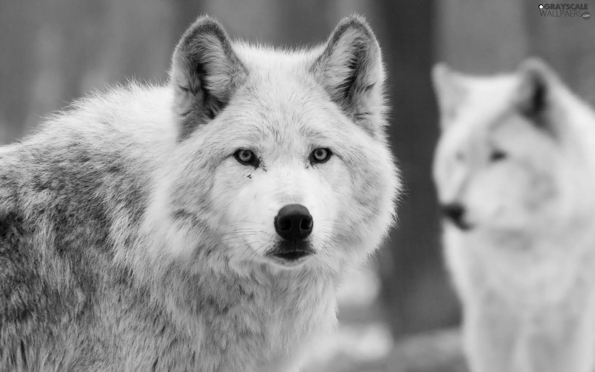wolves, The look