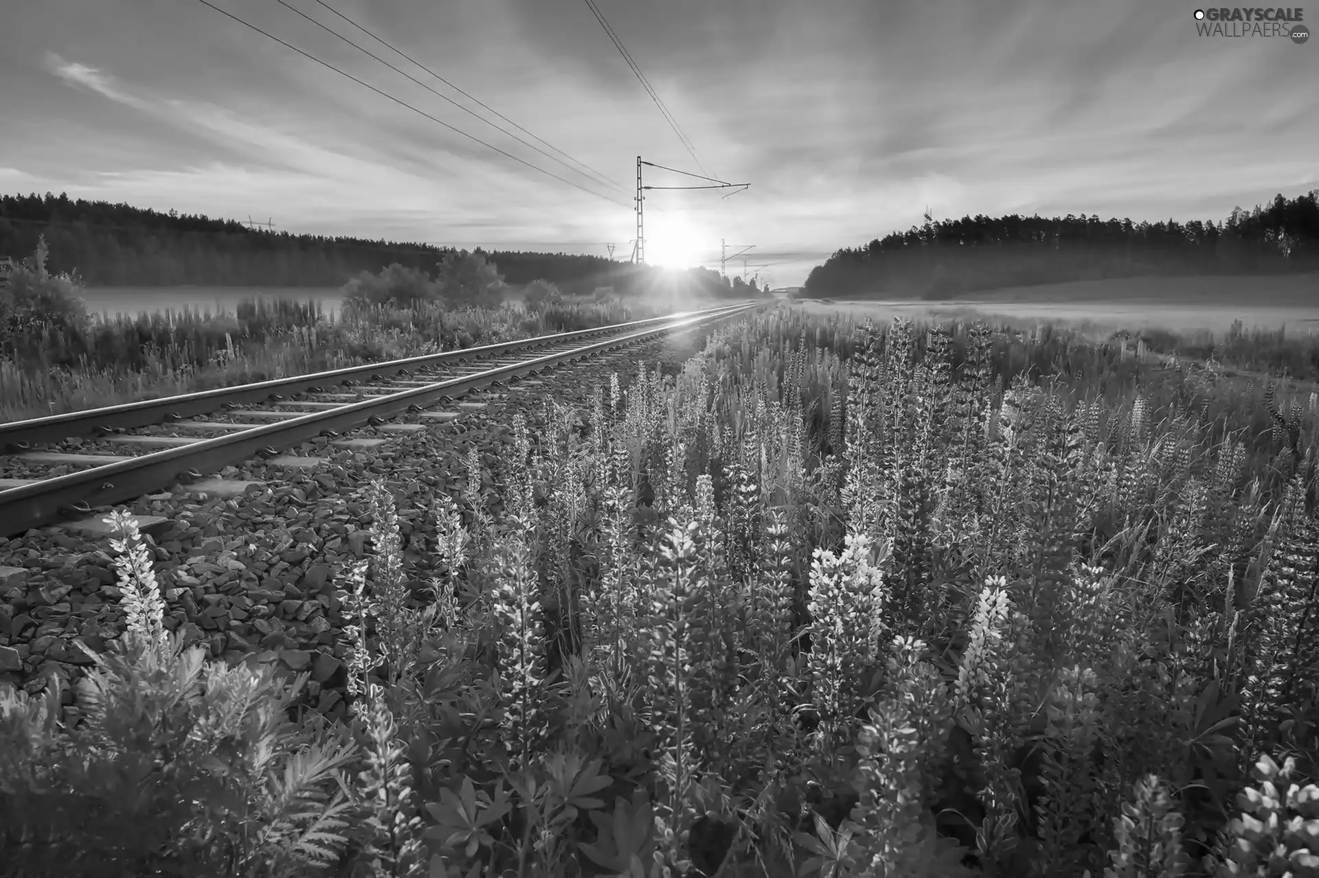 Sunrise, Railroad Tracks, lupine