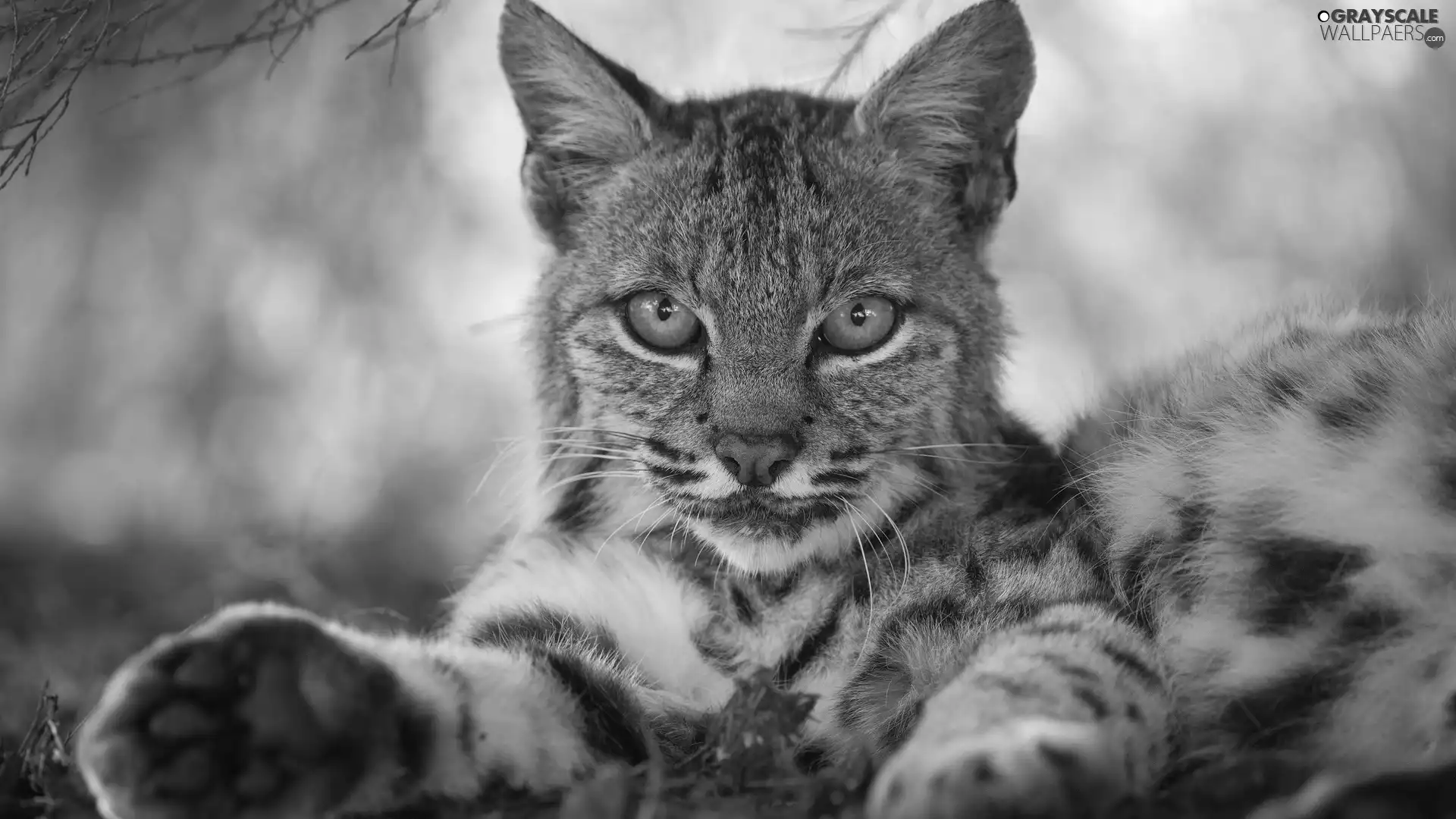 Lynx, young, lying