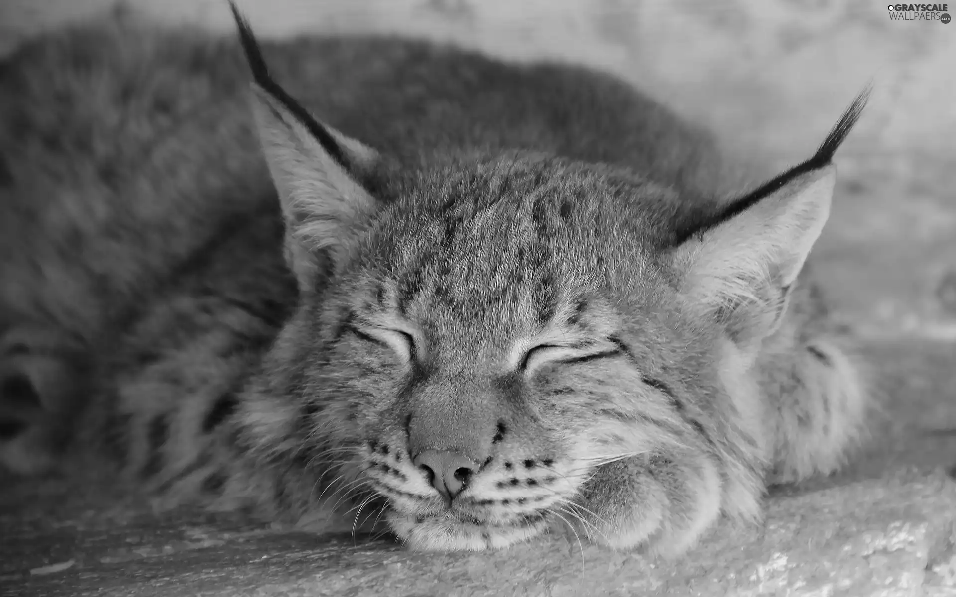 sleepy, Lynx